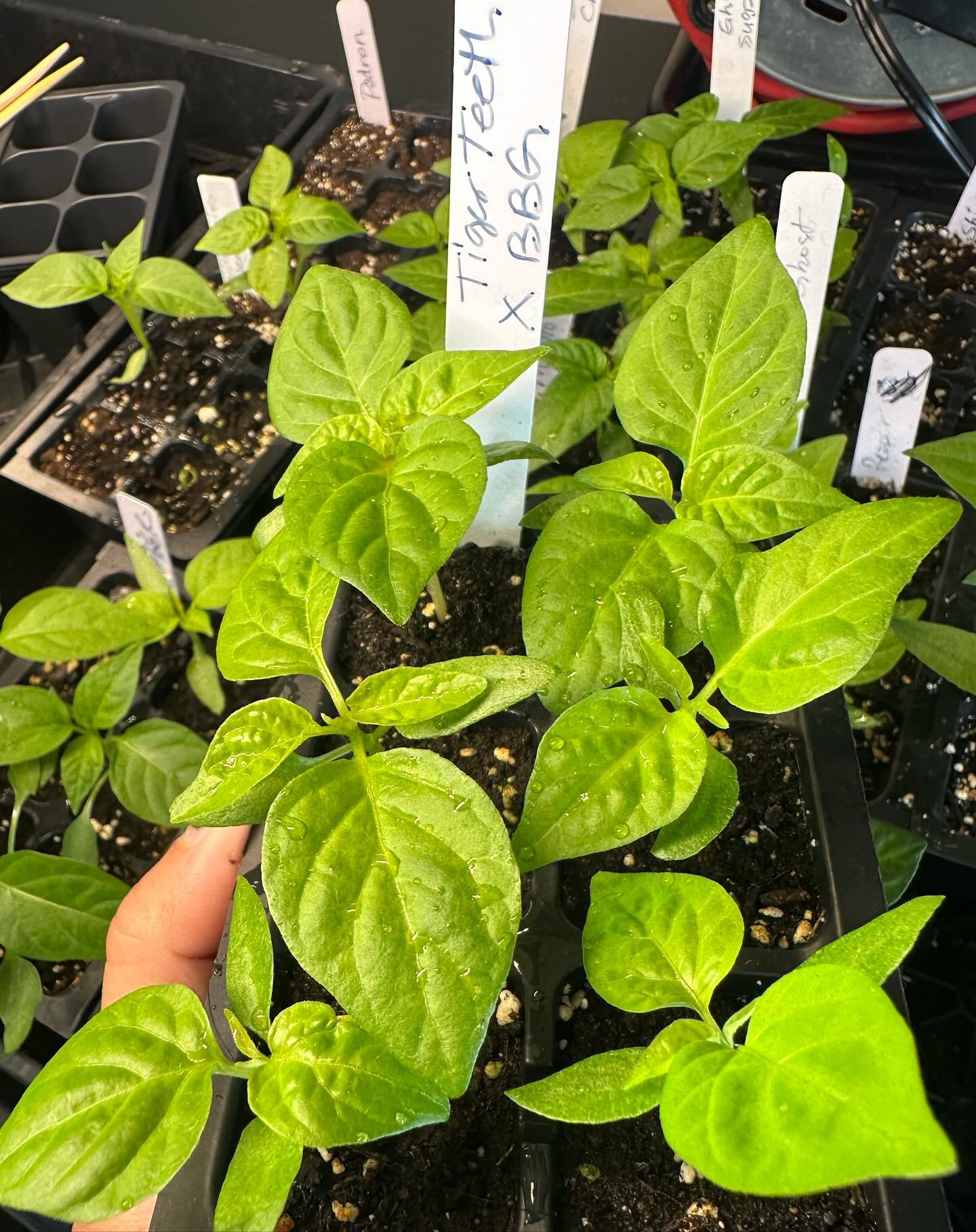 A PEPPER QUEEN UPDATE:
These are some of my hotties for this year for the upcoming limited seasonal batches. These are all germinated from seed and certified organic. 
What do you think?

Oh yeah and by the way, I&rsquo;m still here. I just had to ta