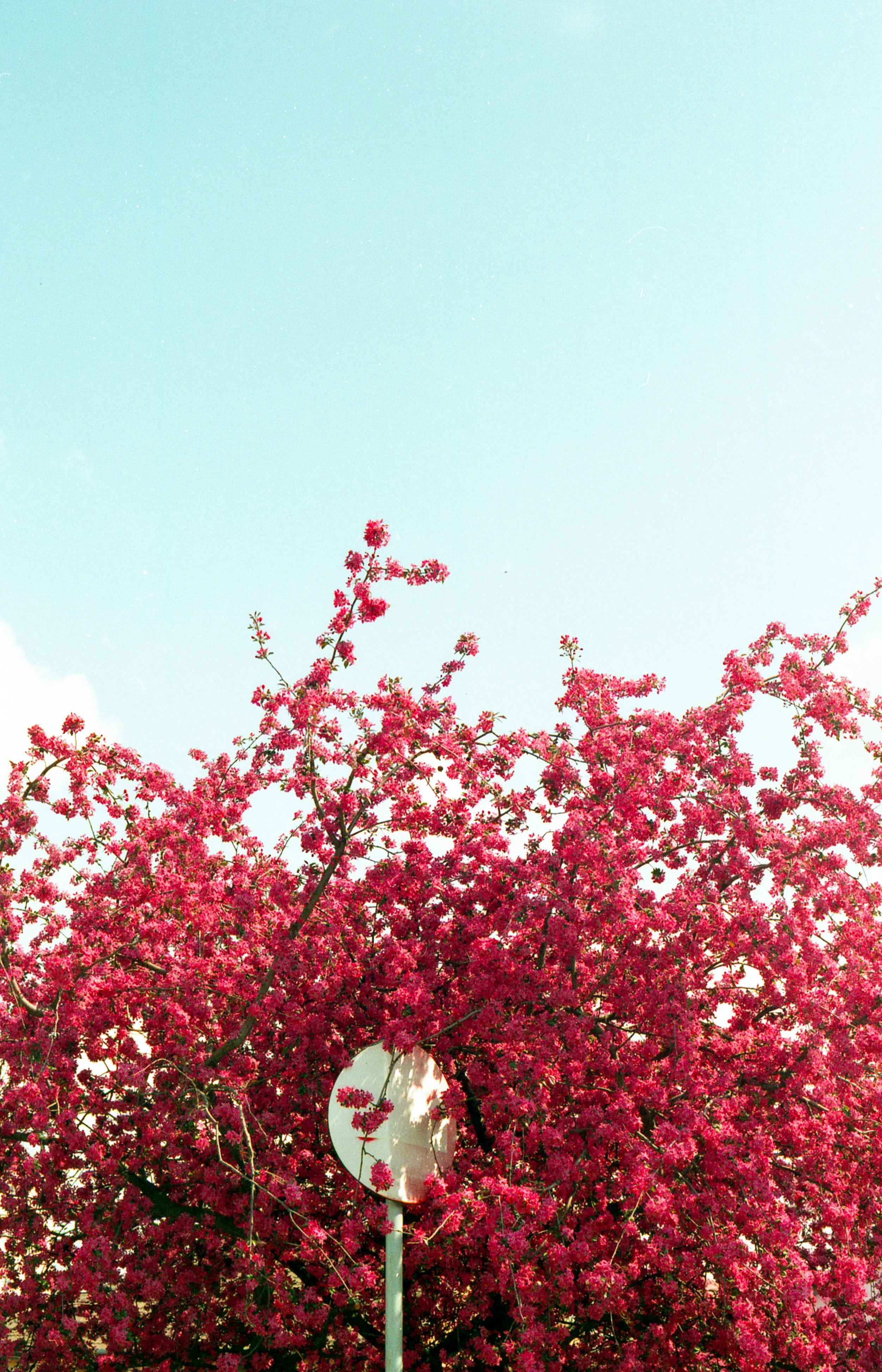 Pink flowering tree with a white sign with pink flowers at the bottom, against a pale blue sky.