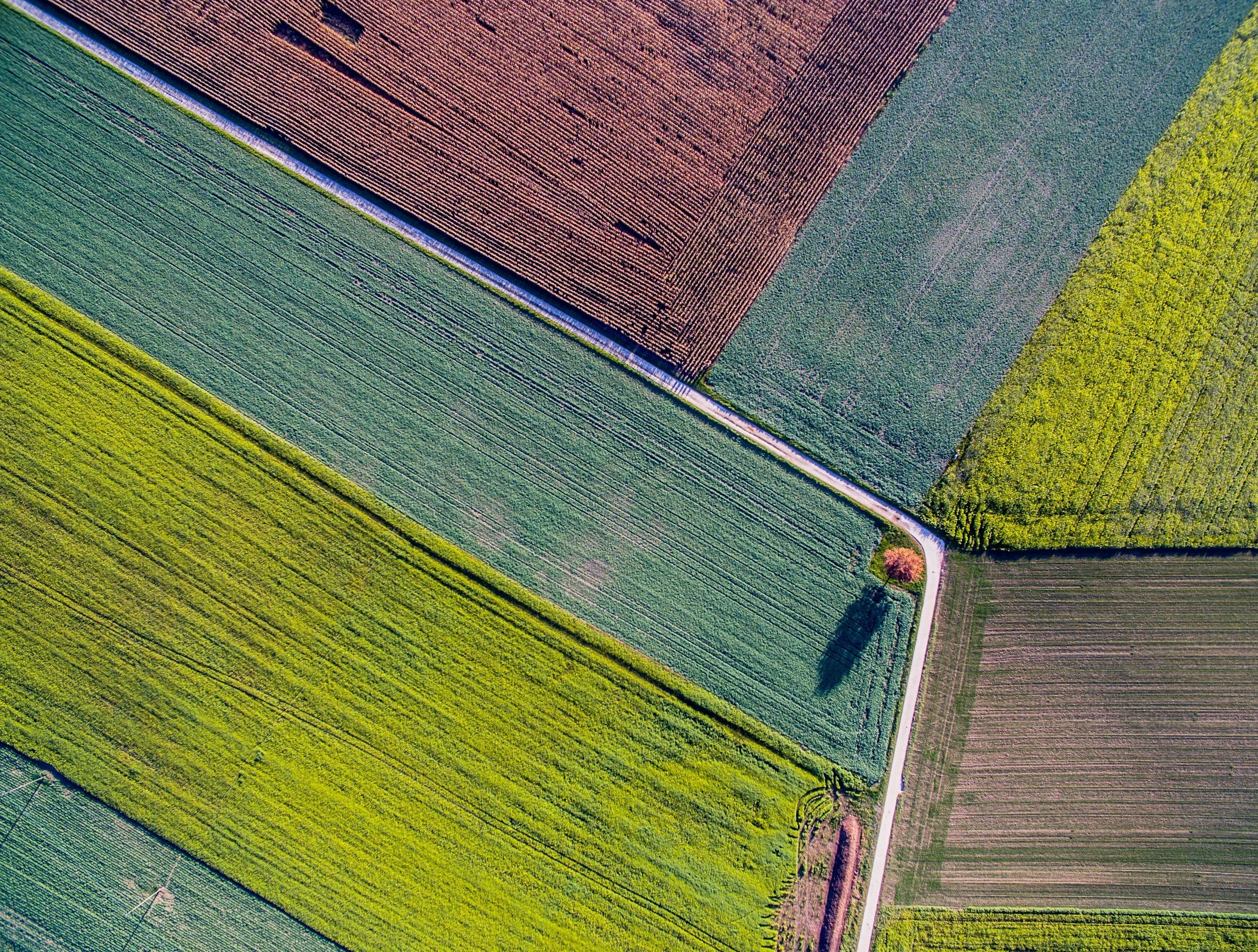 An aerial view of geometrically divided agricultural fields with different shades of green and brown, separated by a narrow road.