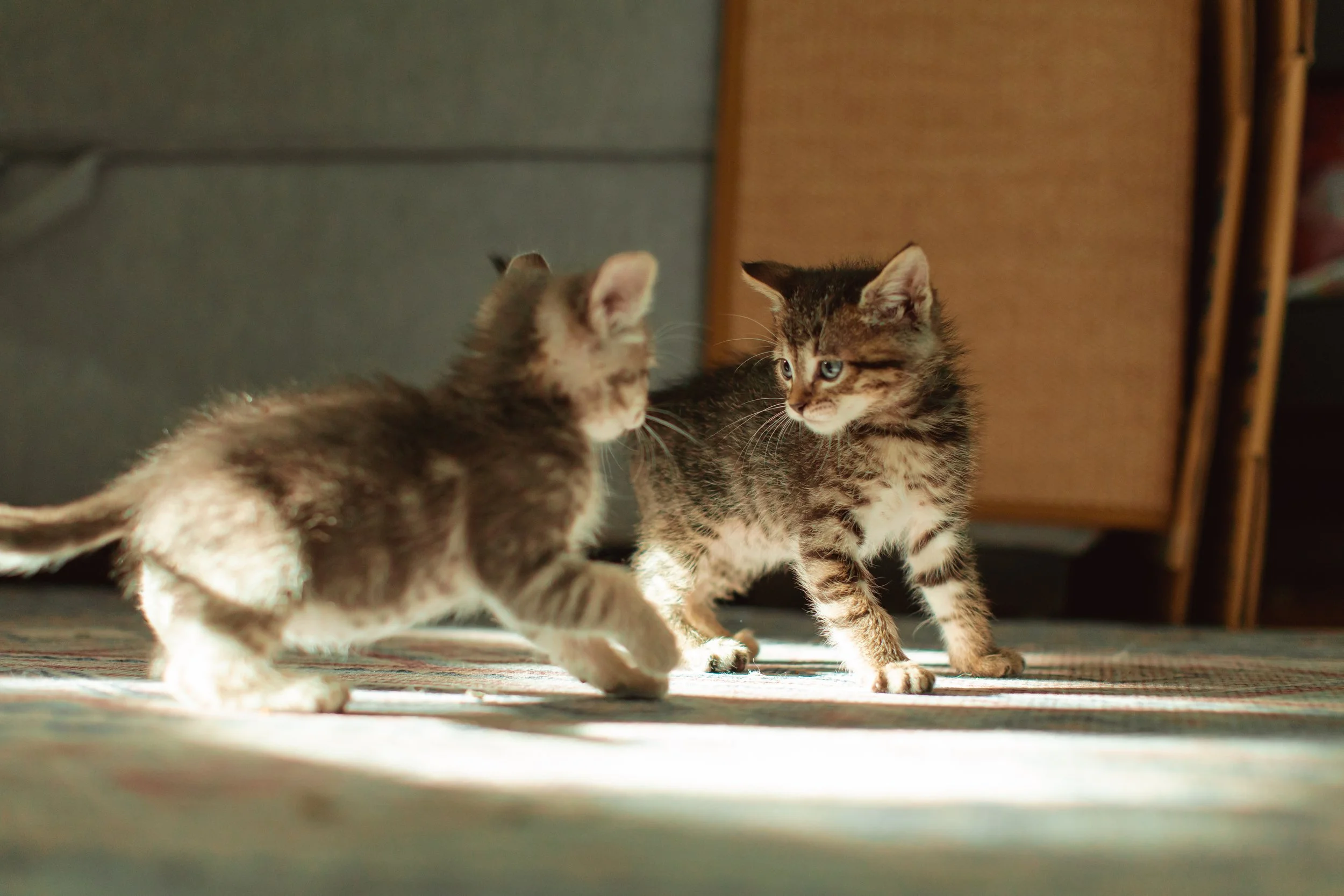 pasadena maternity photography (6).jpg