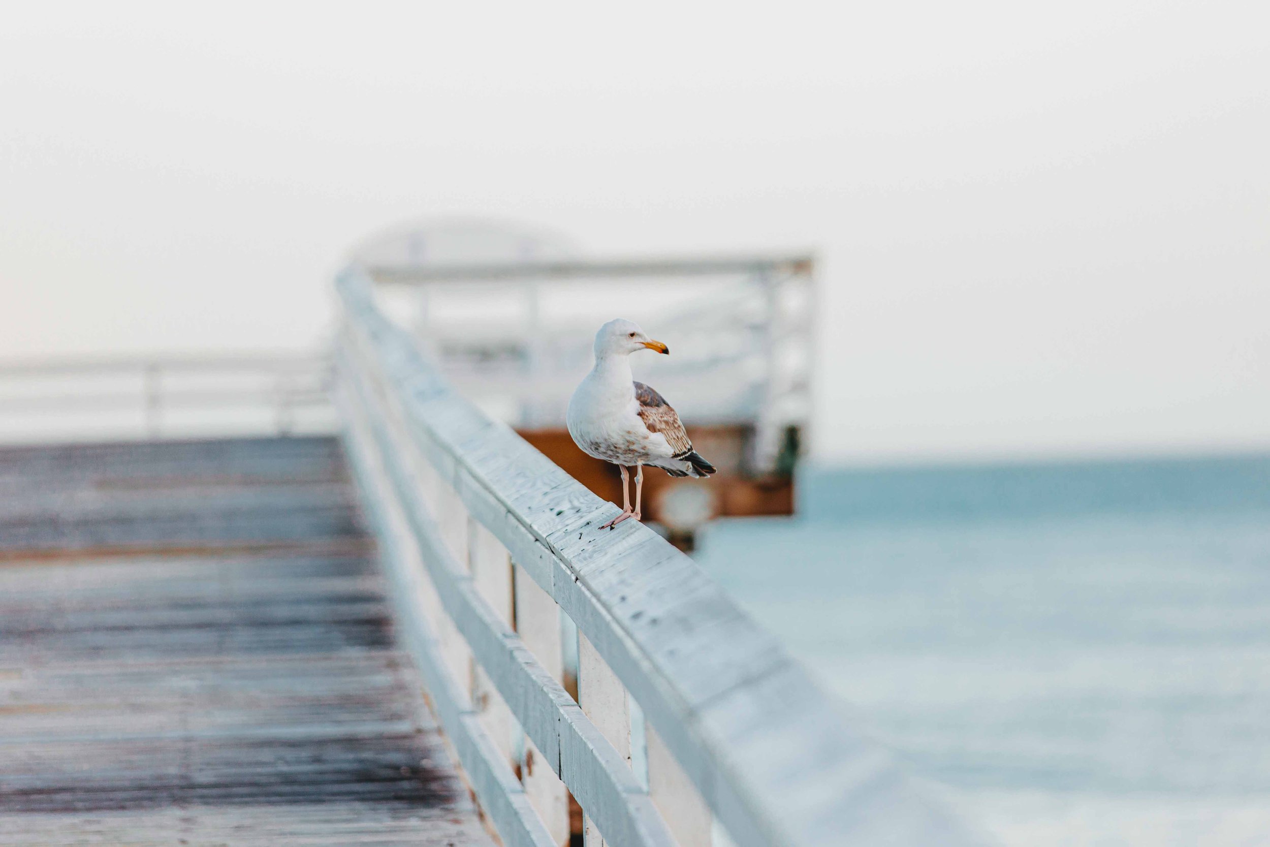 malibu engagement photography - subpage (11).jpg