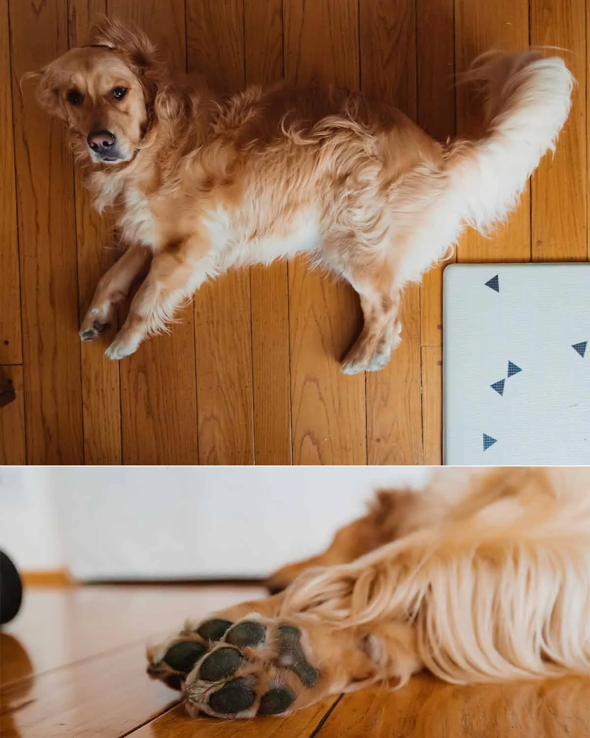 san francisco family photography (9).jpg