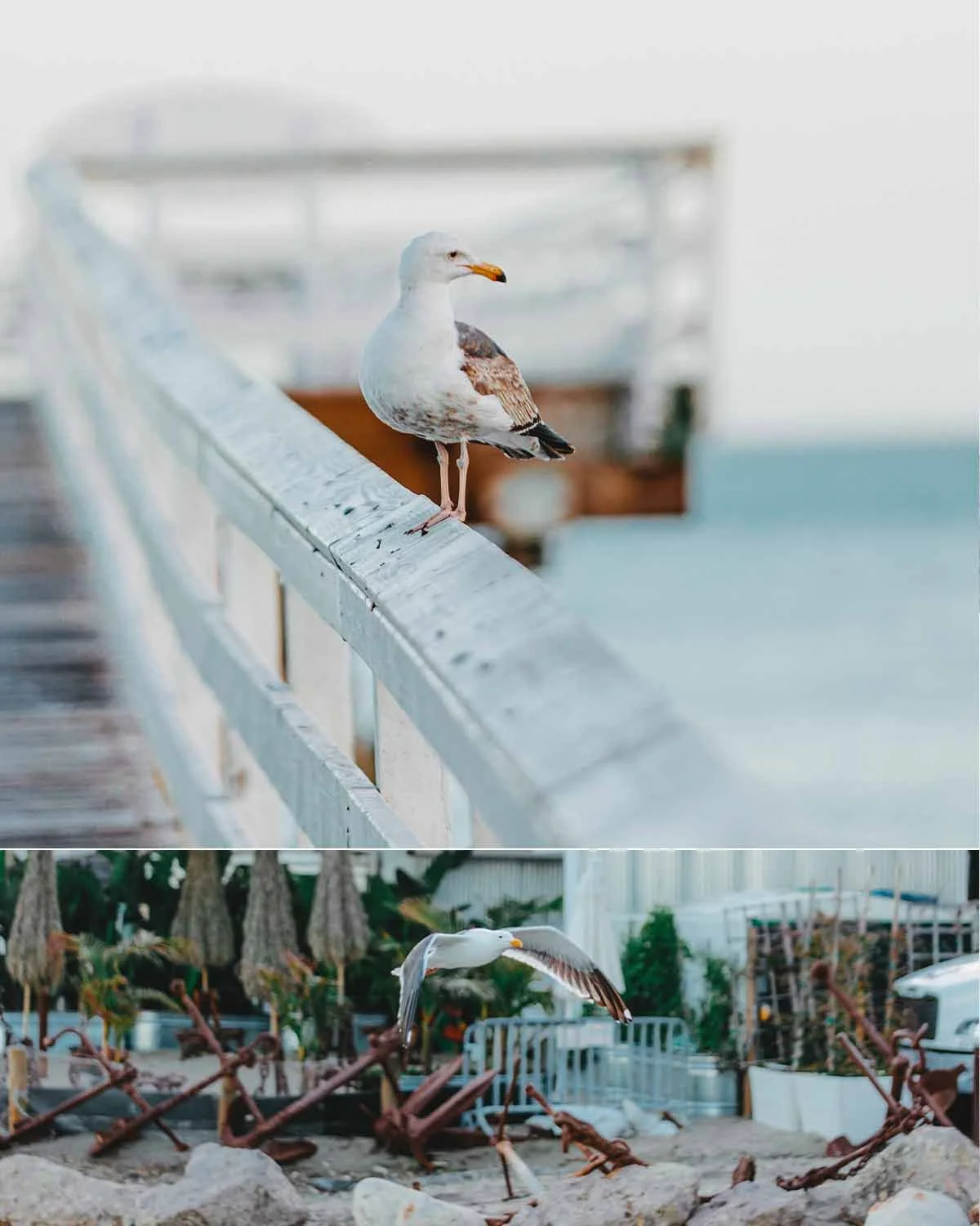 malibu engagement photography - subpage (2).jpg