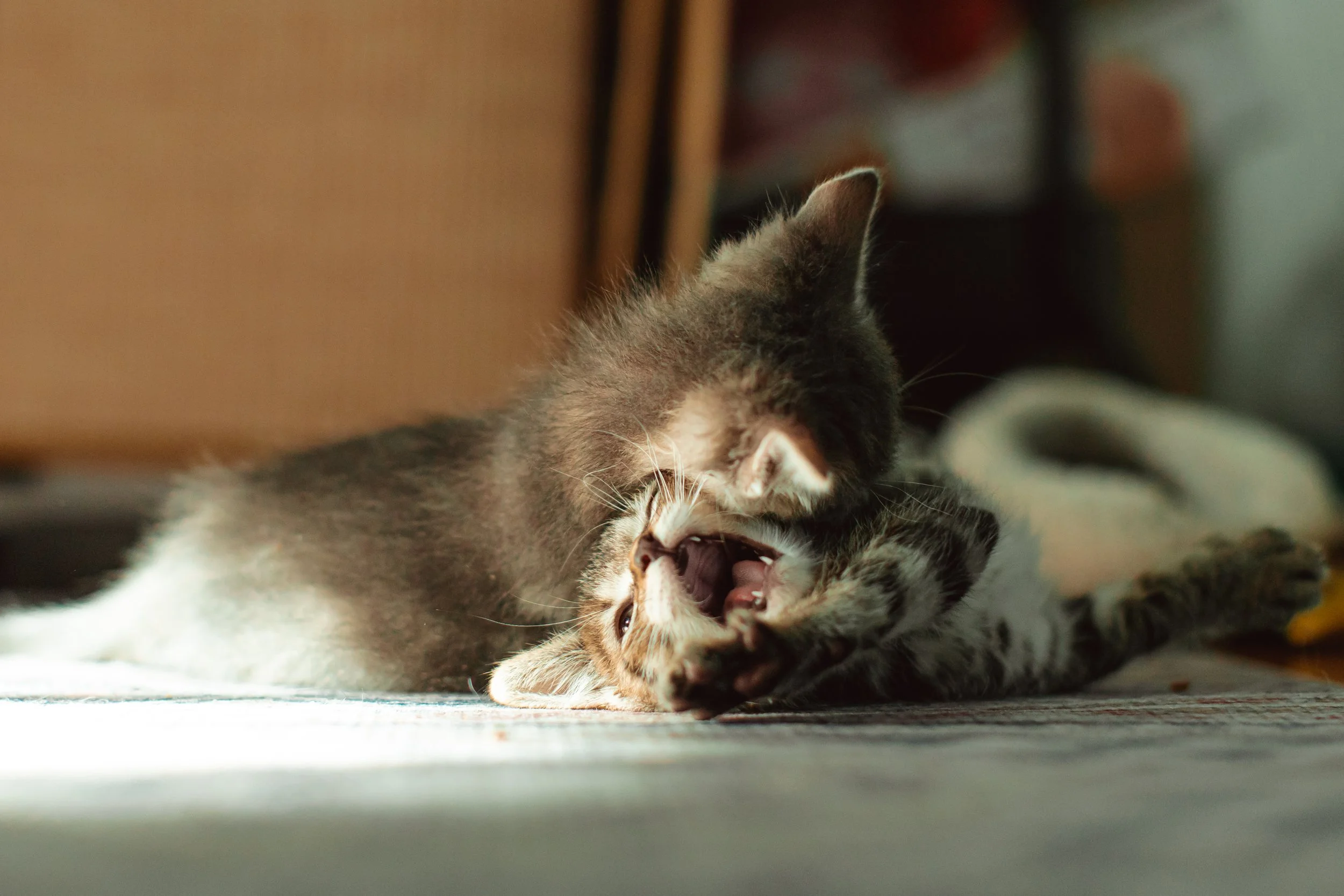 pasadena maternity photography (5).jpg