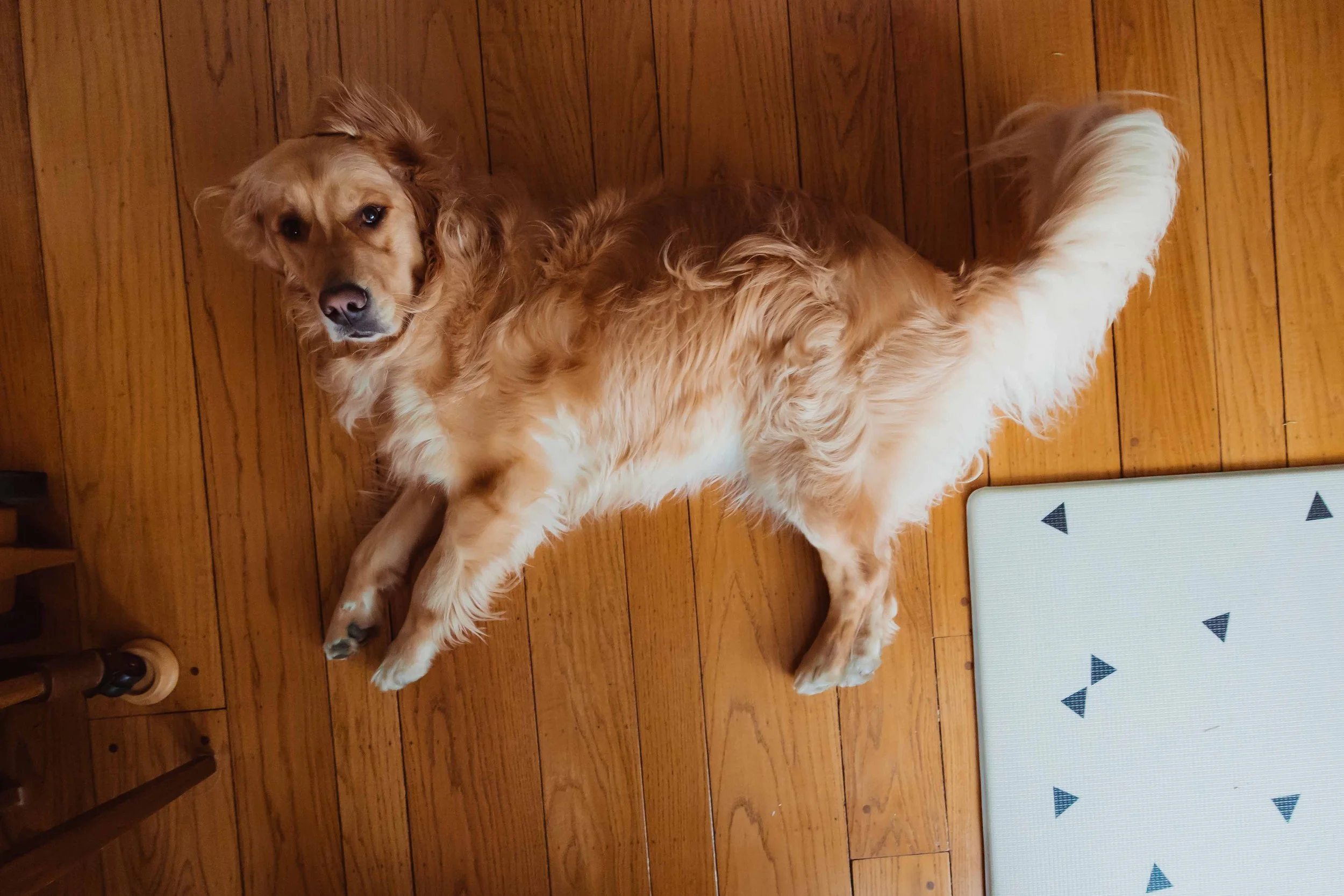 san francisco family photography (32).jpg