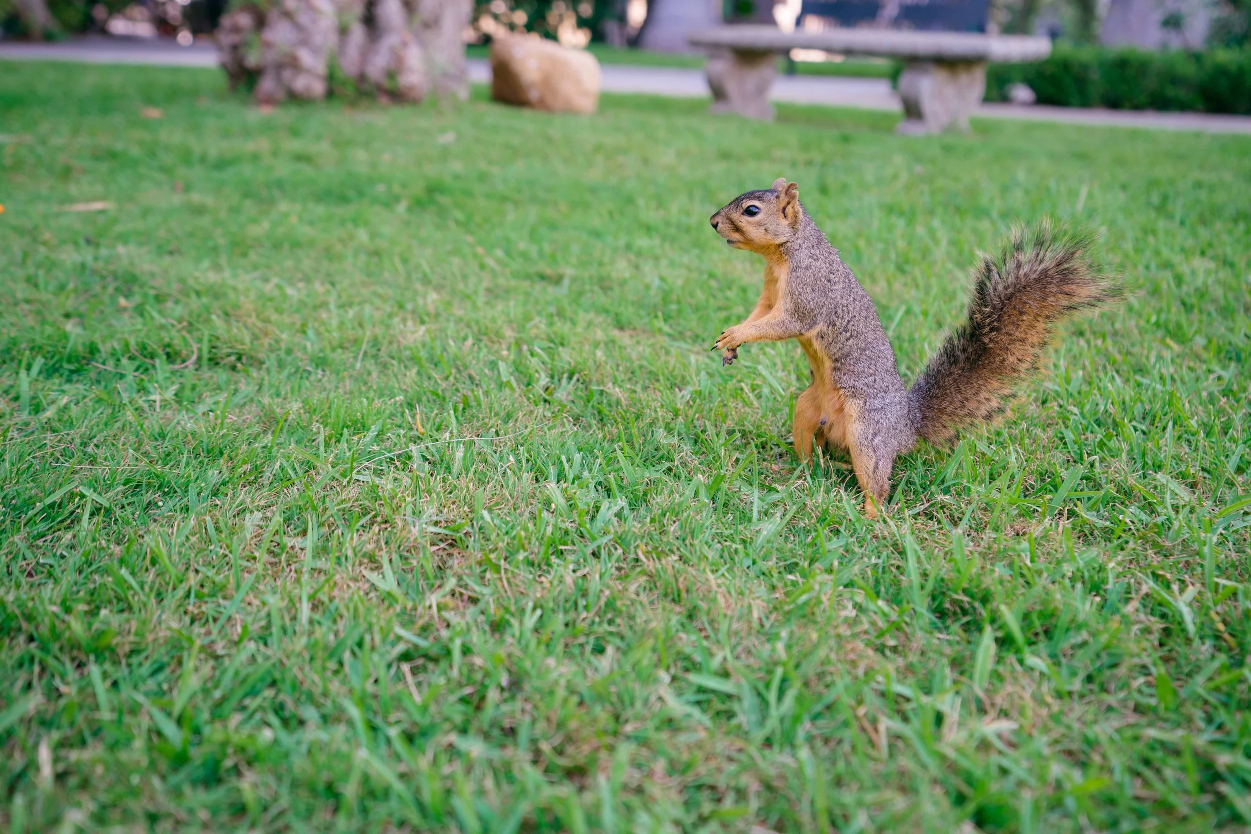 castle green pasadena wedding photography (15).jpg