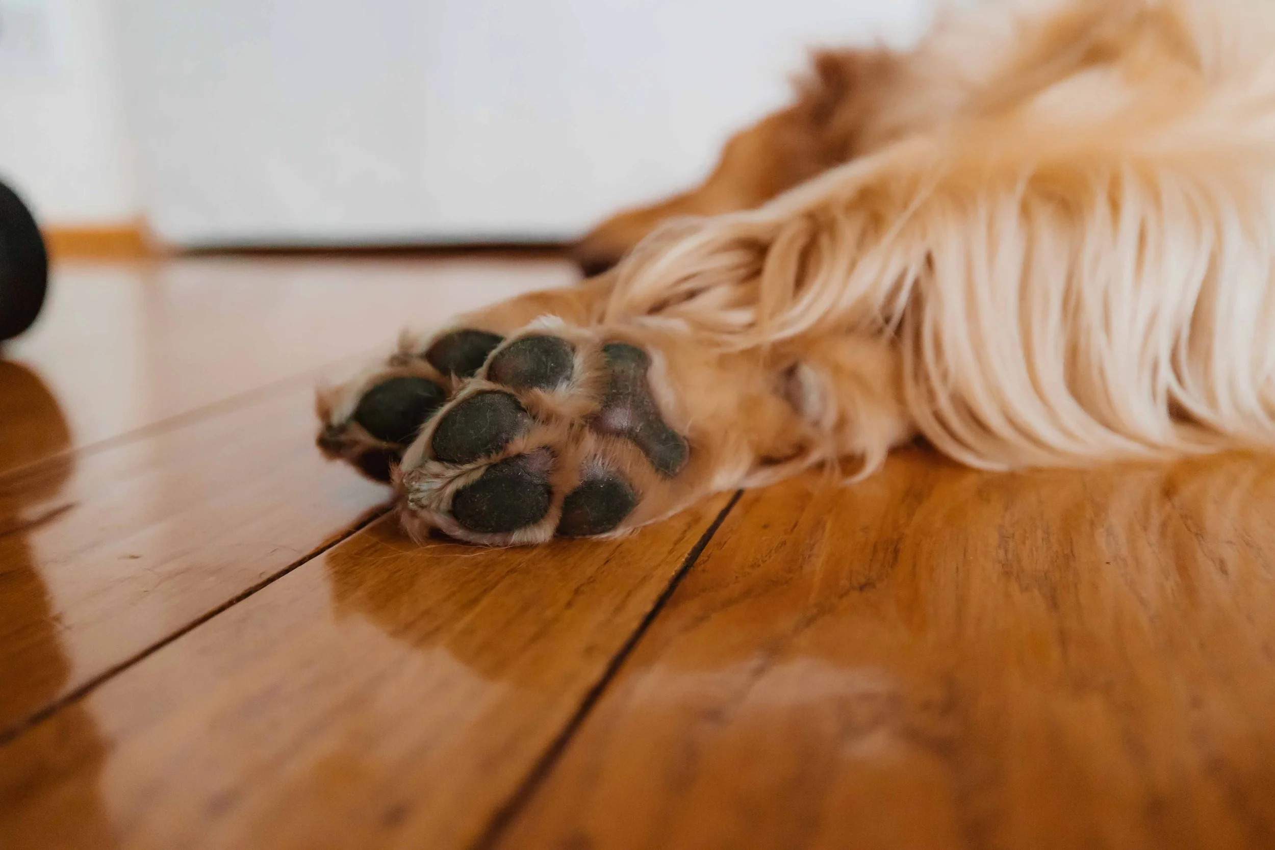 san francisco family photography (31).jpg