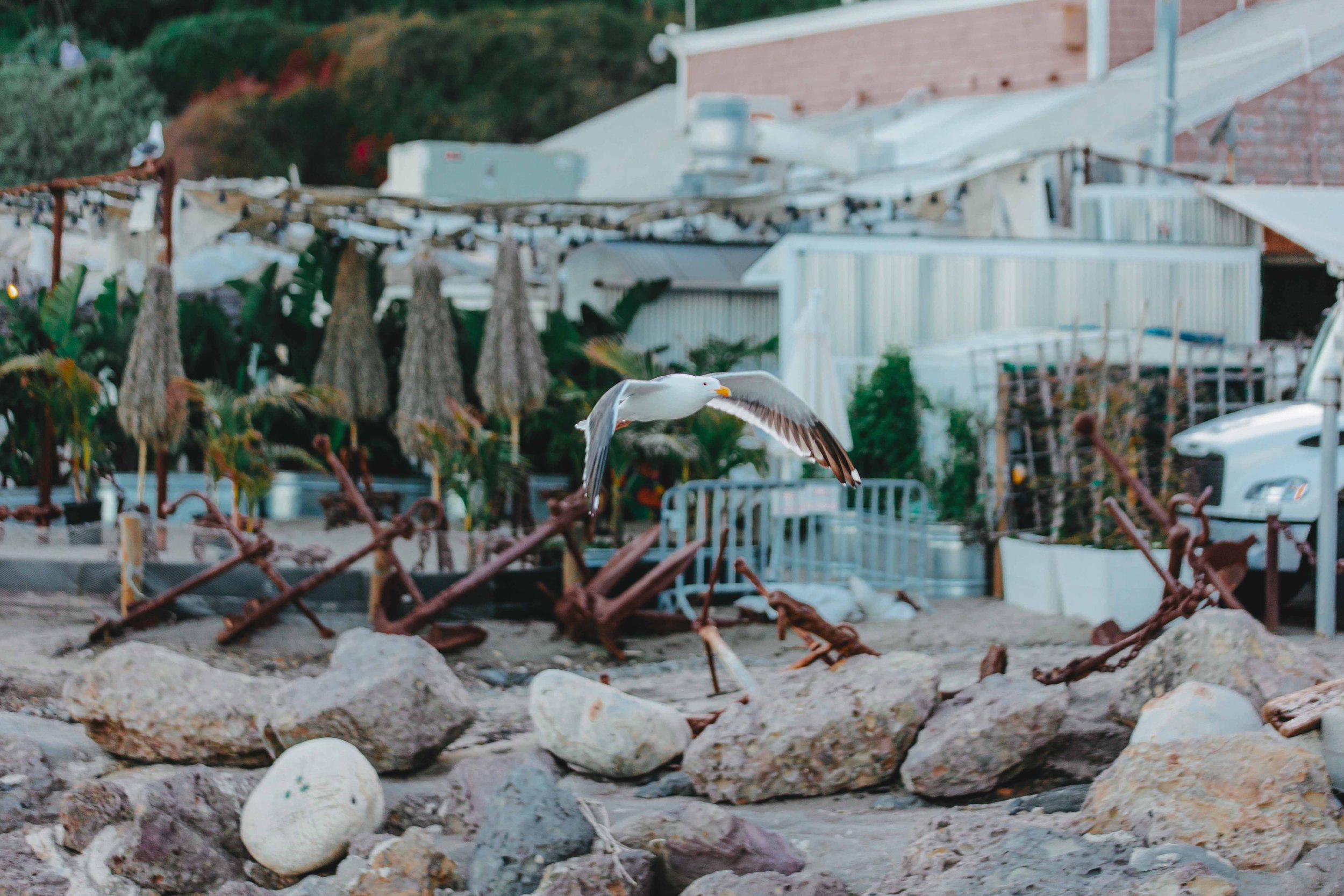 malibu engagement photography - subpage (12).jpg
