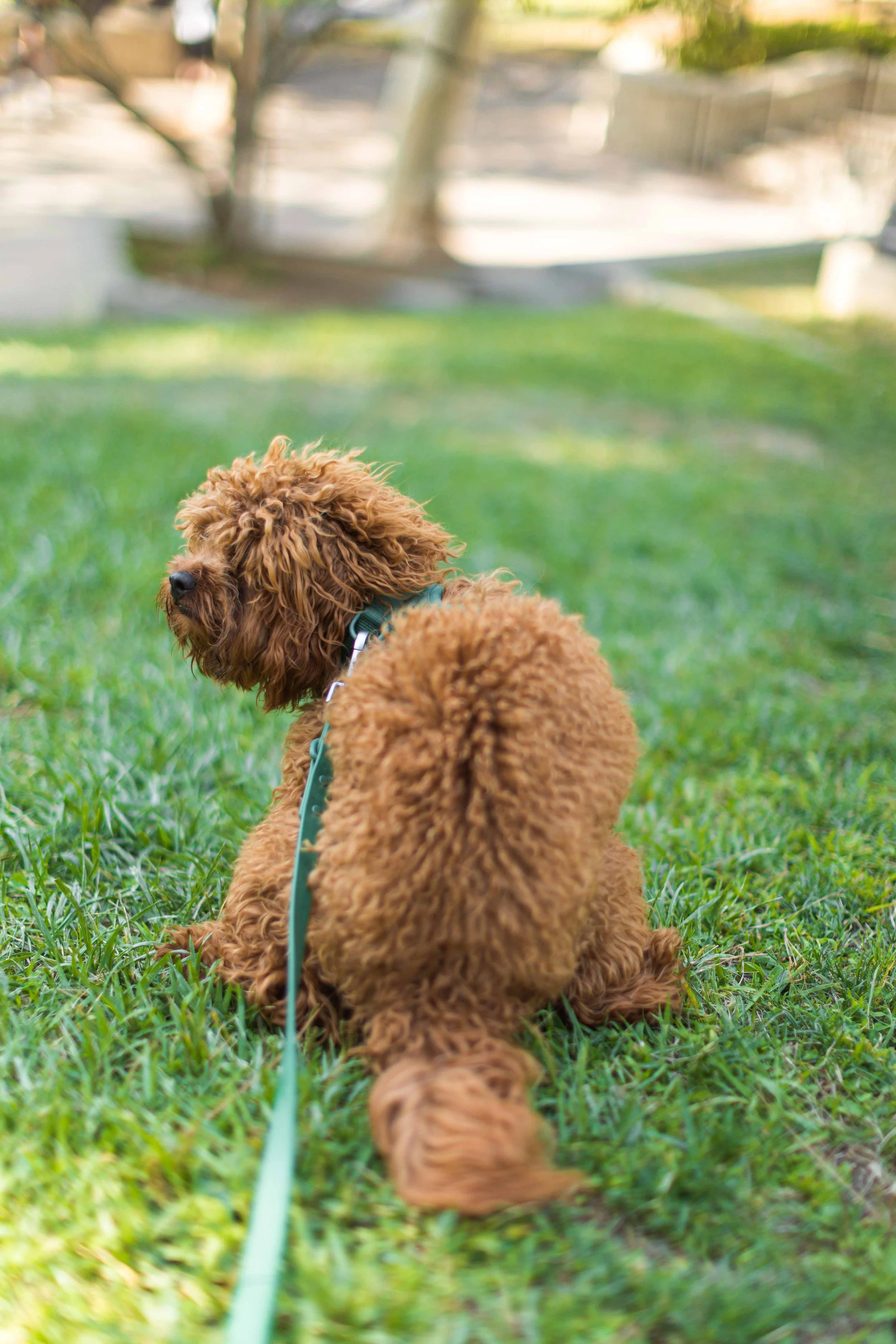 ucla engagement photograph - subpage (15).jpg