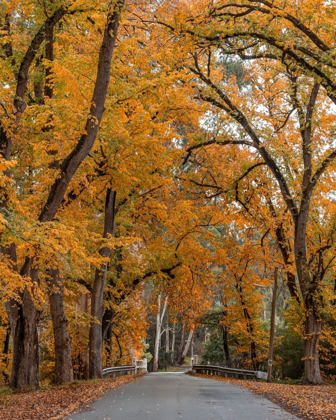 While the leaves may have dropped now and winter is in full swing - it is still a beautiful time of the year to come and visit the Yarra Valley. Plan your next trip and stay with us at www.yarravalleyholidays.com.au 🍂❄️
