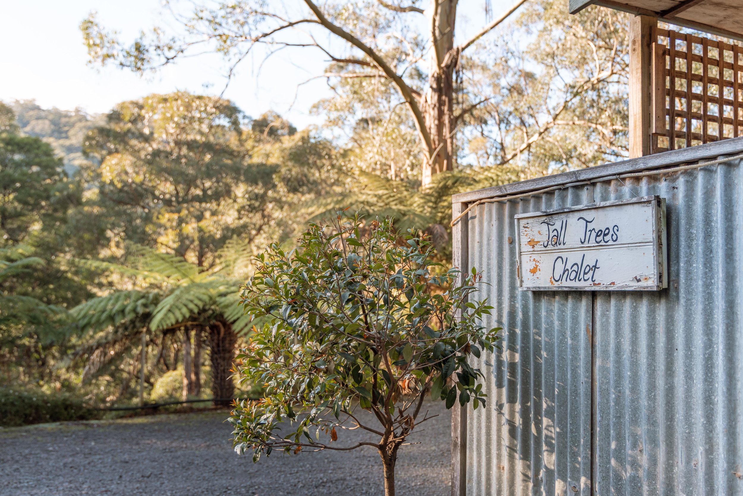 Tall Trees Toolangi-2.jpg