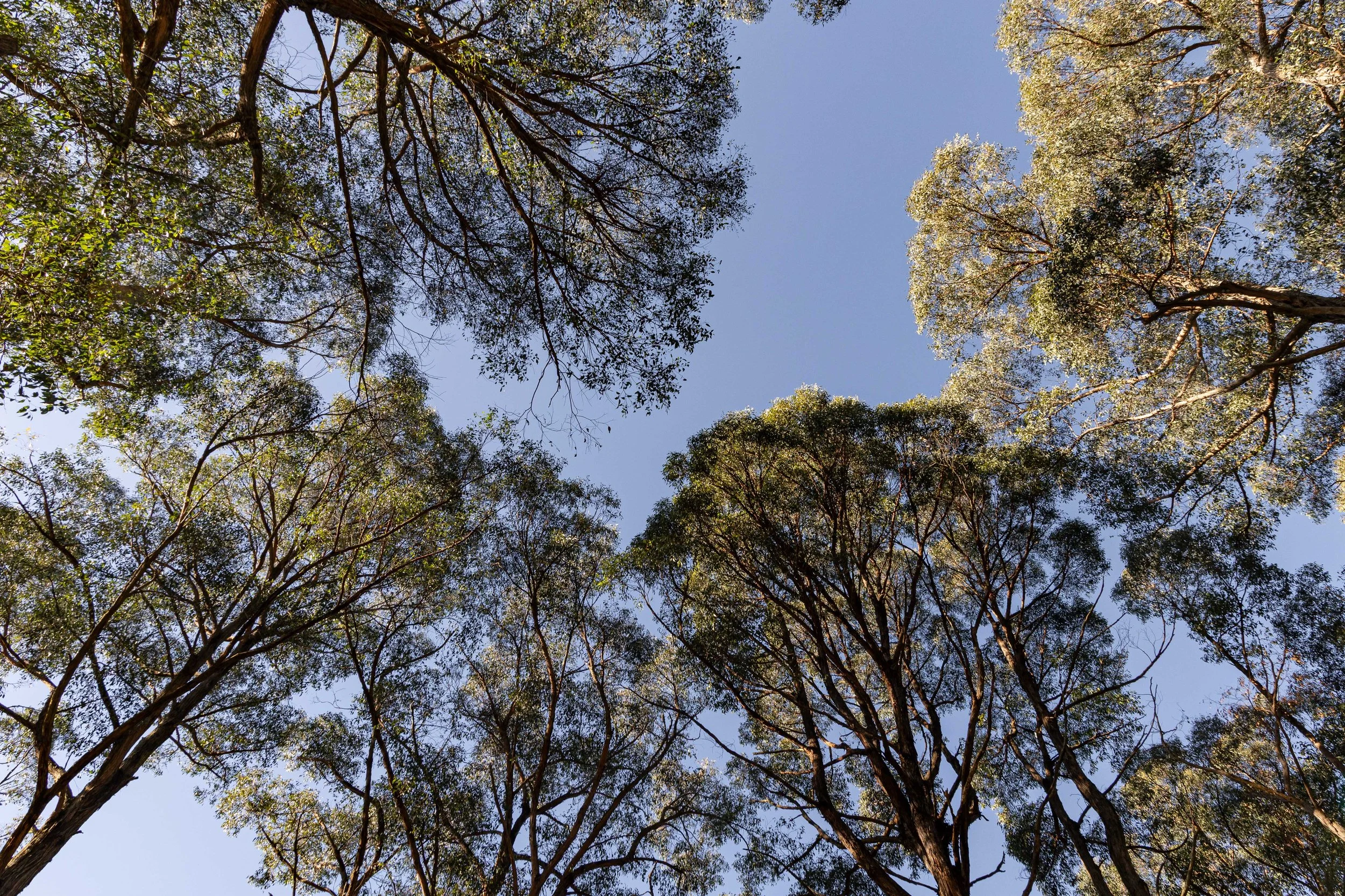 Looking up at tall trees with green leaves against a clear blue sky.
