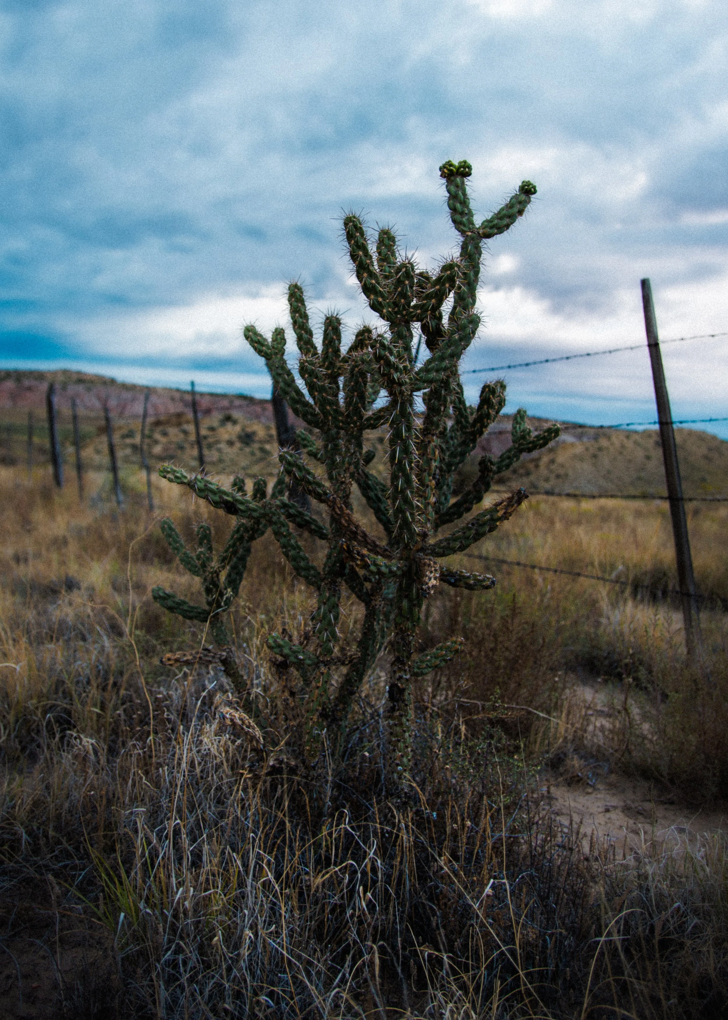 Cactus Print