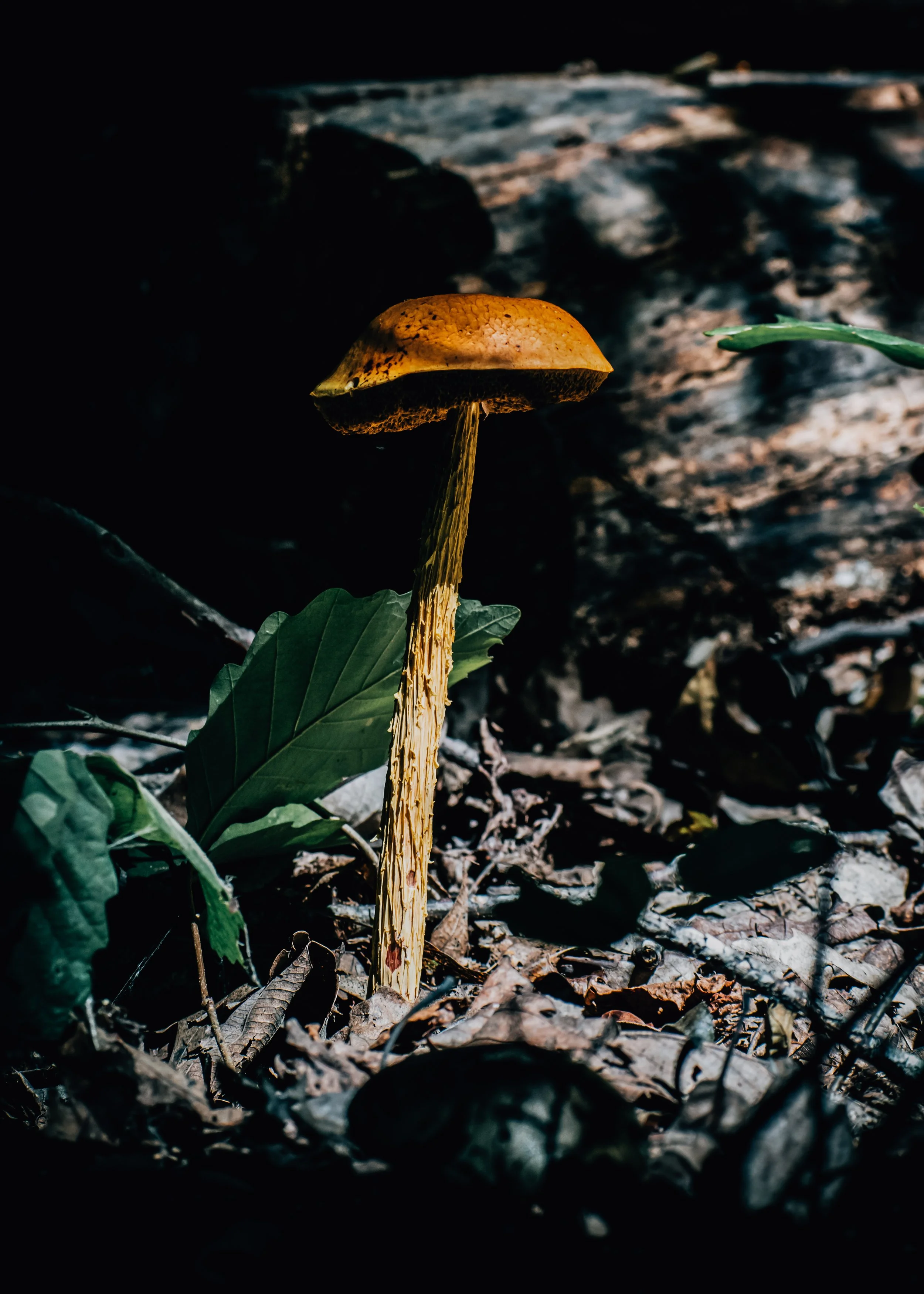 Mushroom Print