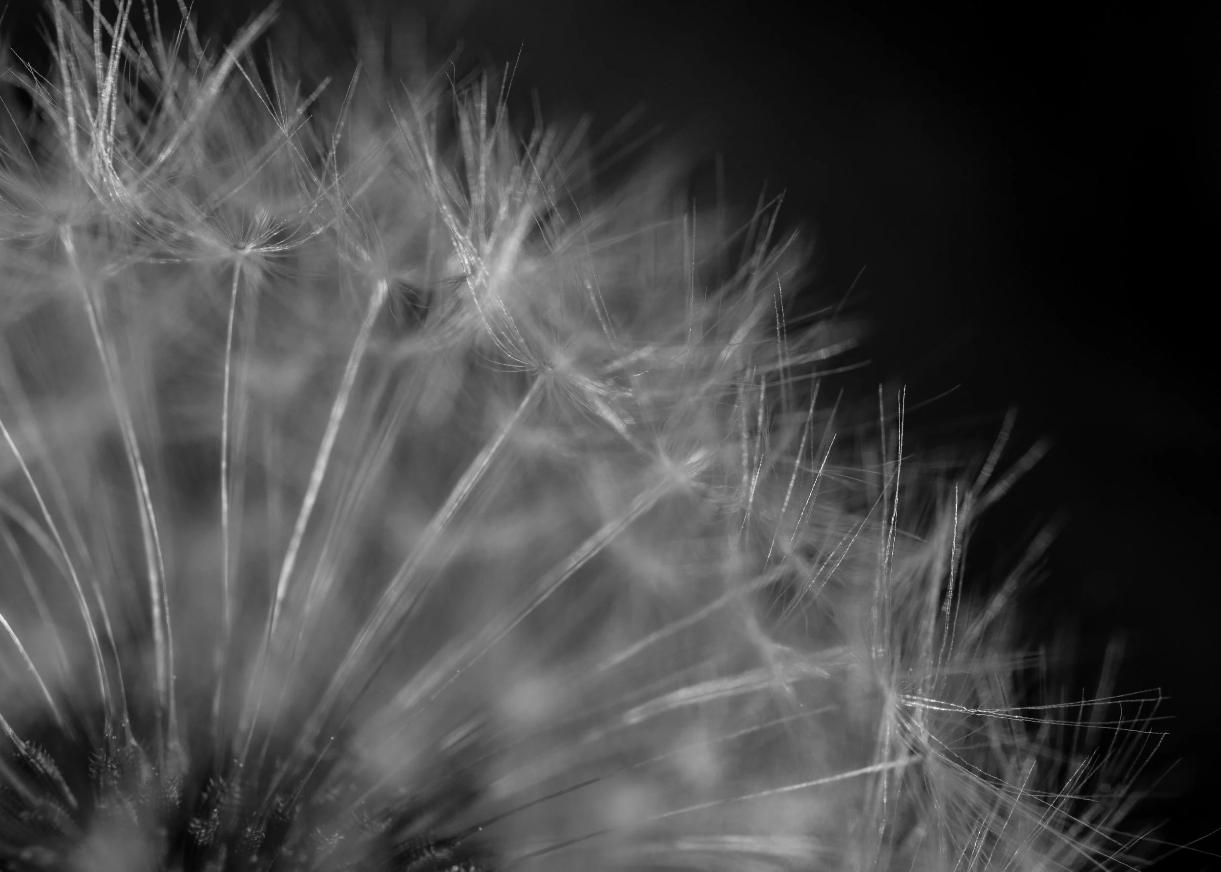 Dandelion Print