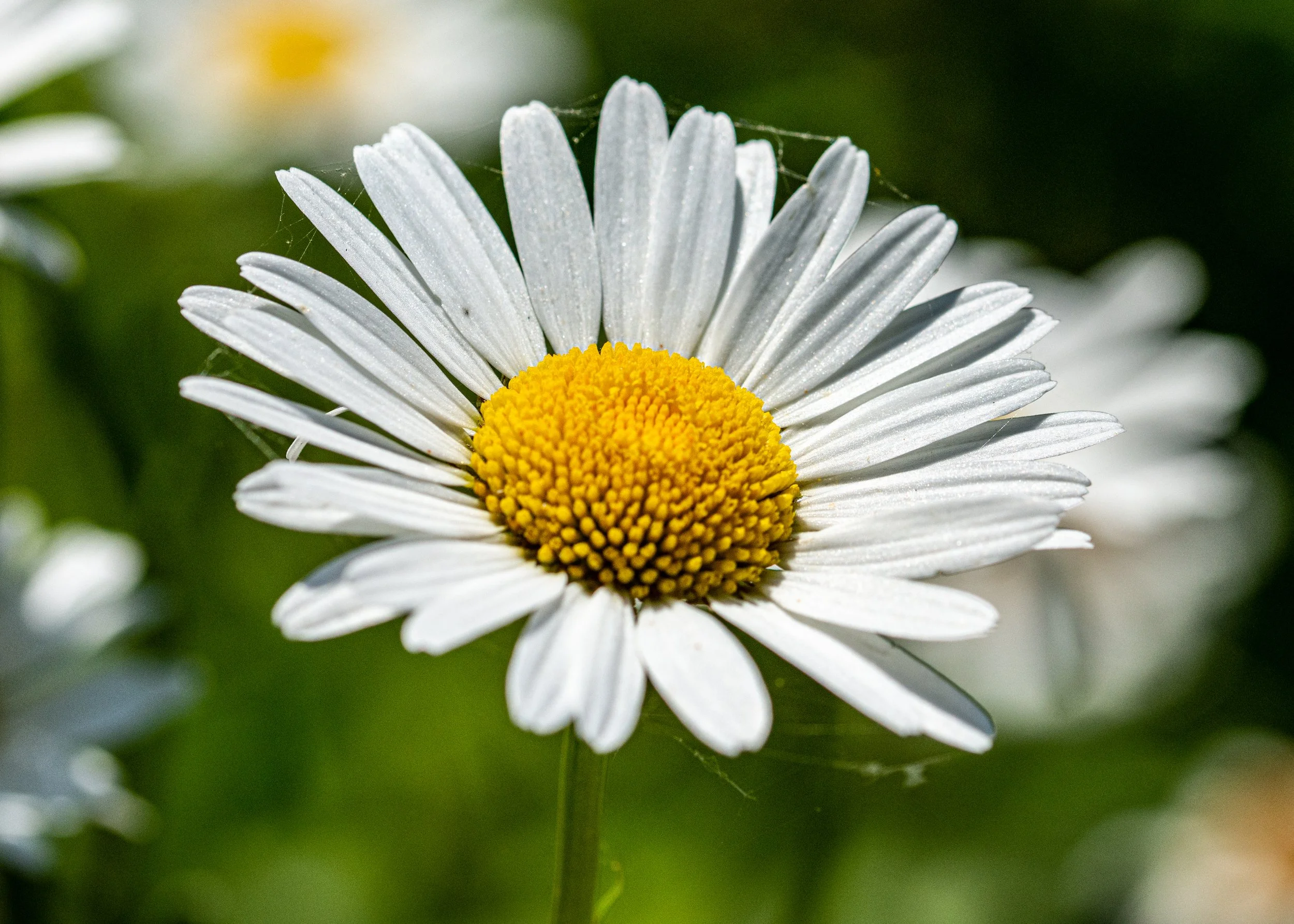 Wildflower Print