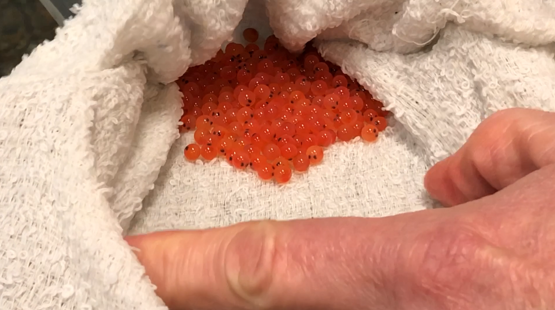 Trout eggs 03.png