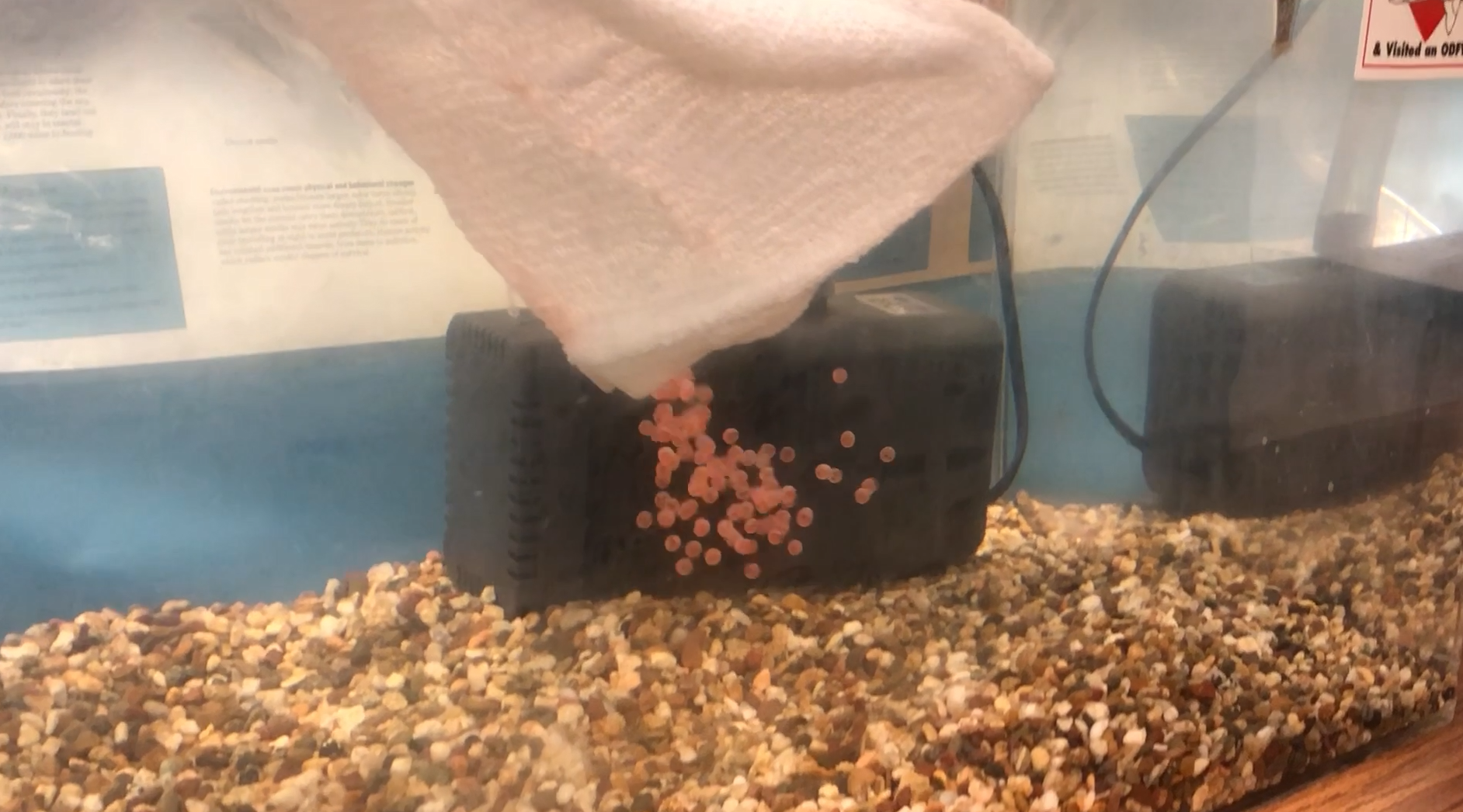 Trout eggs 07.png