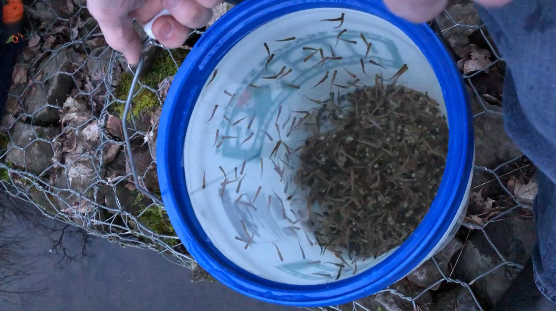 Trout Bucket 01.png