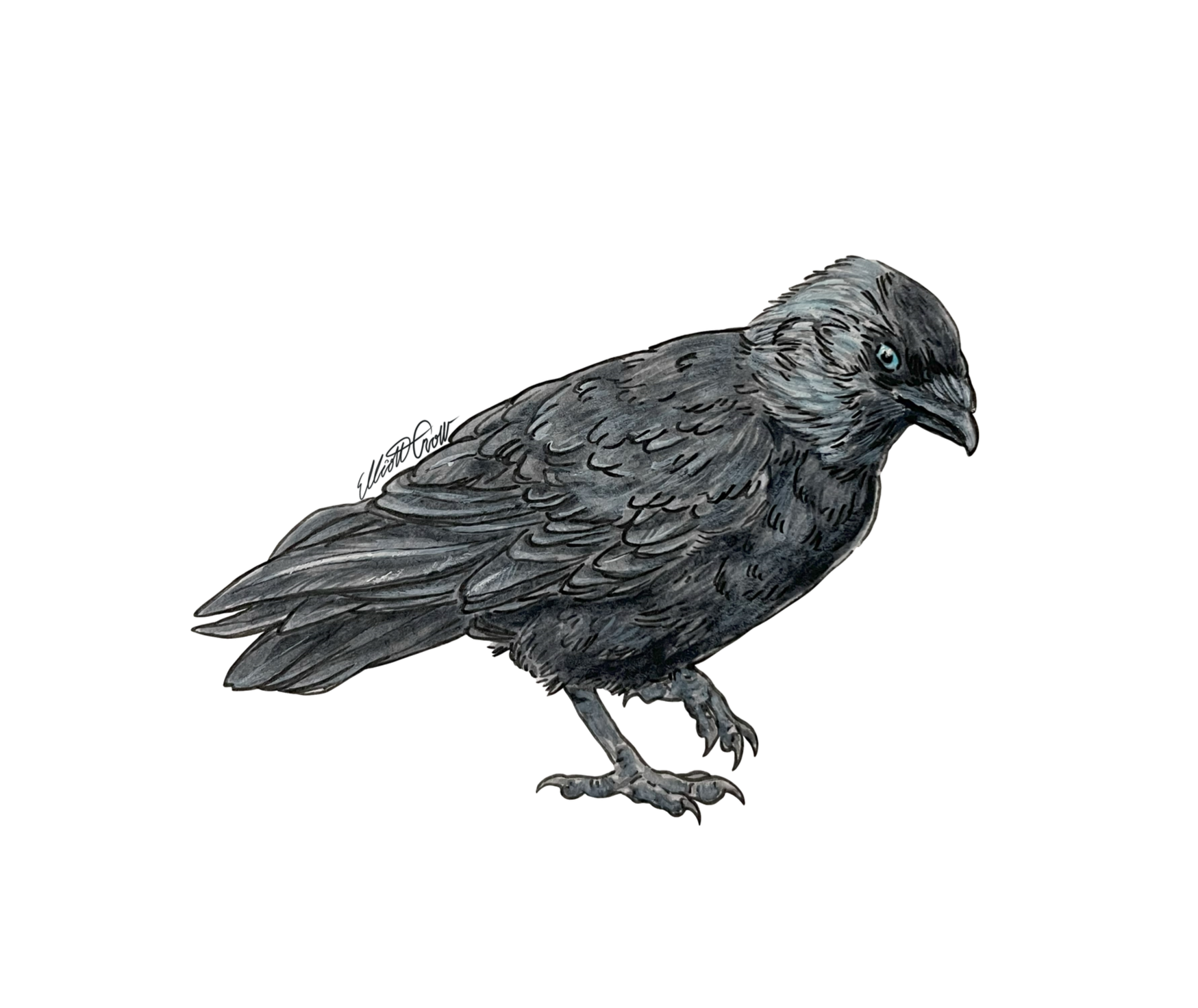 jackdaw+sticker+1.png