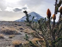 Organizational Change: what works and what doesn’t in Climate Action.