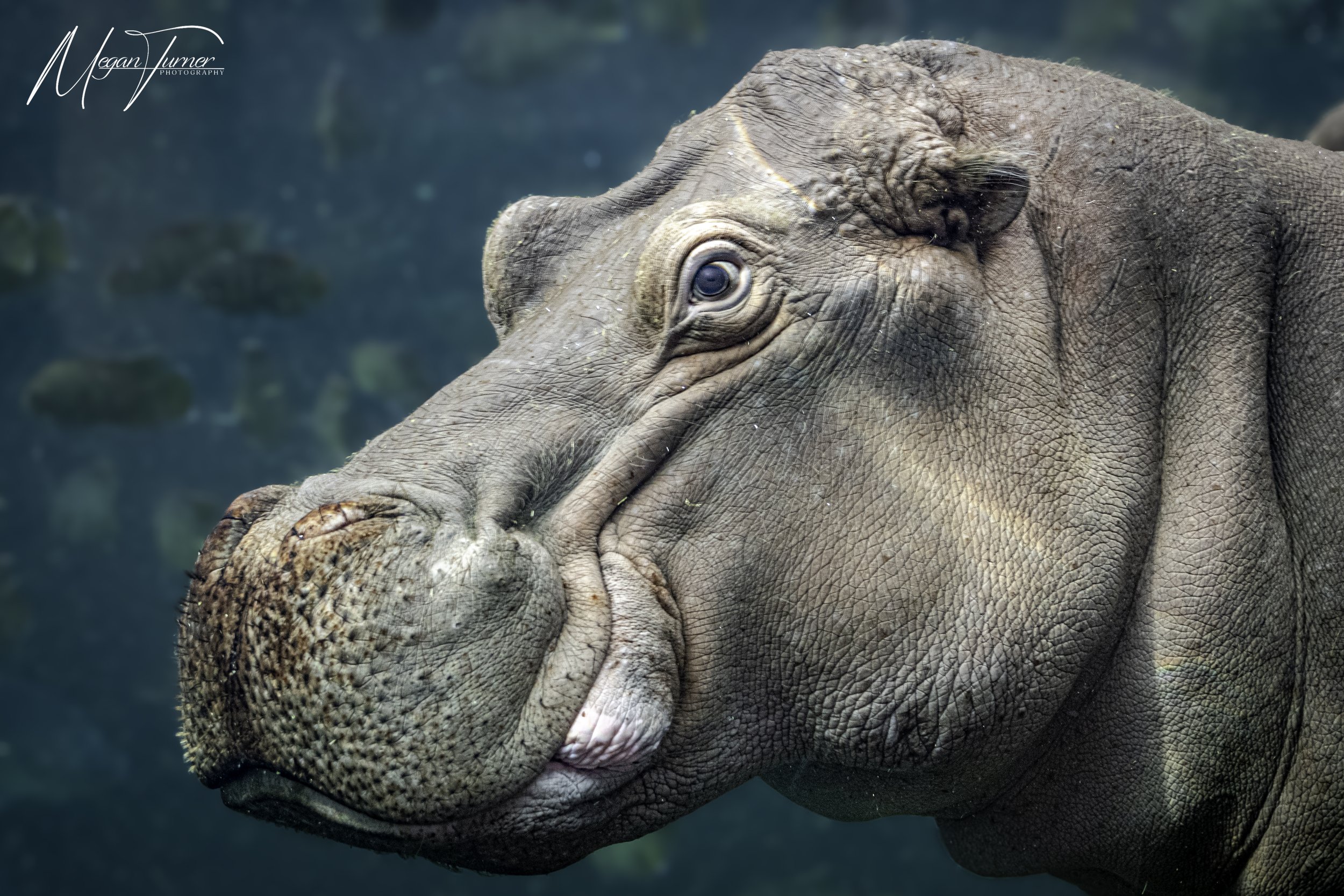 Hippopotamus (Hippopotamus amphibius) - Vulnerable IUCN Status