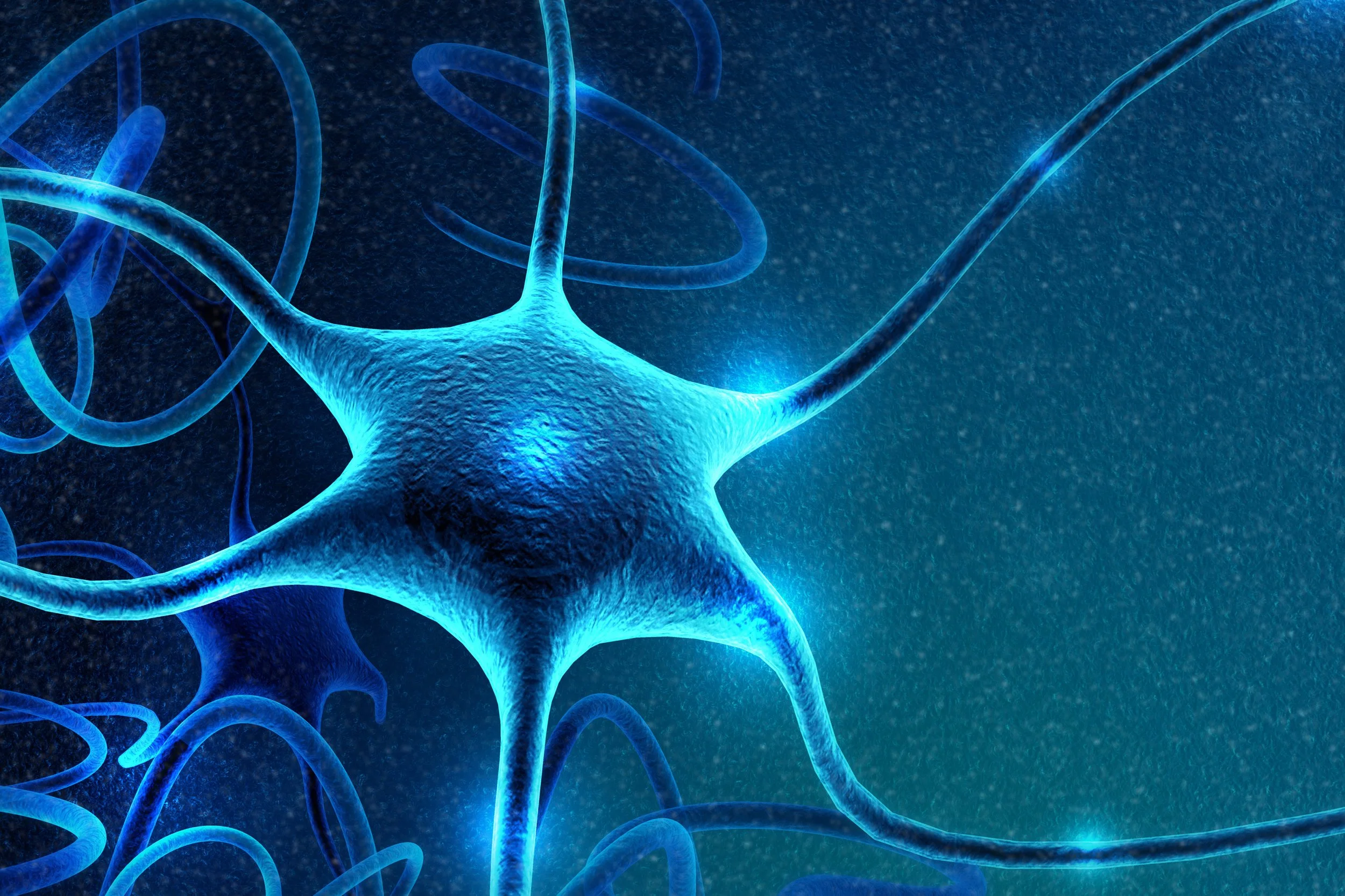 Nervous System