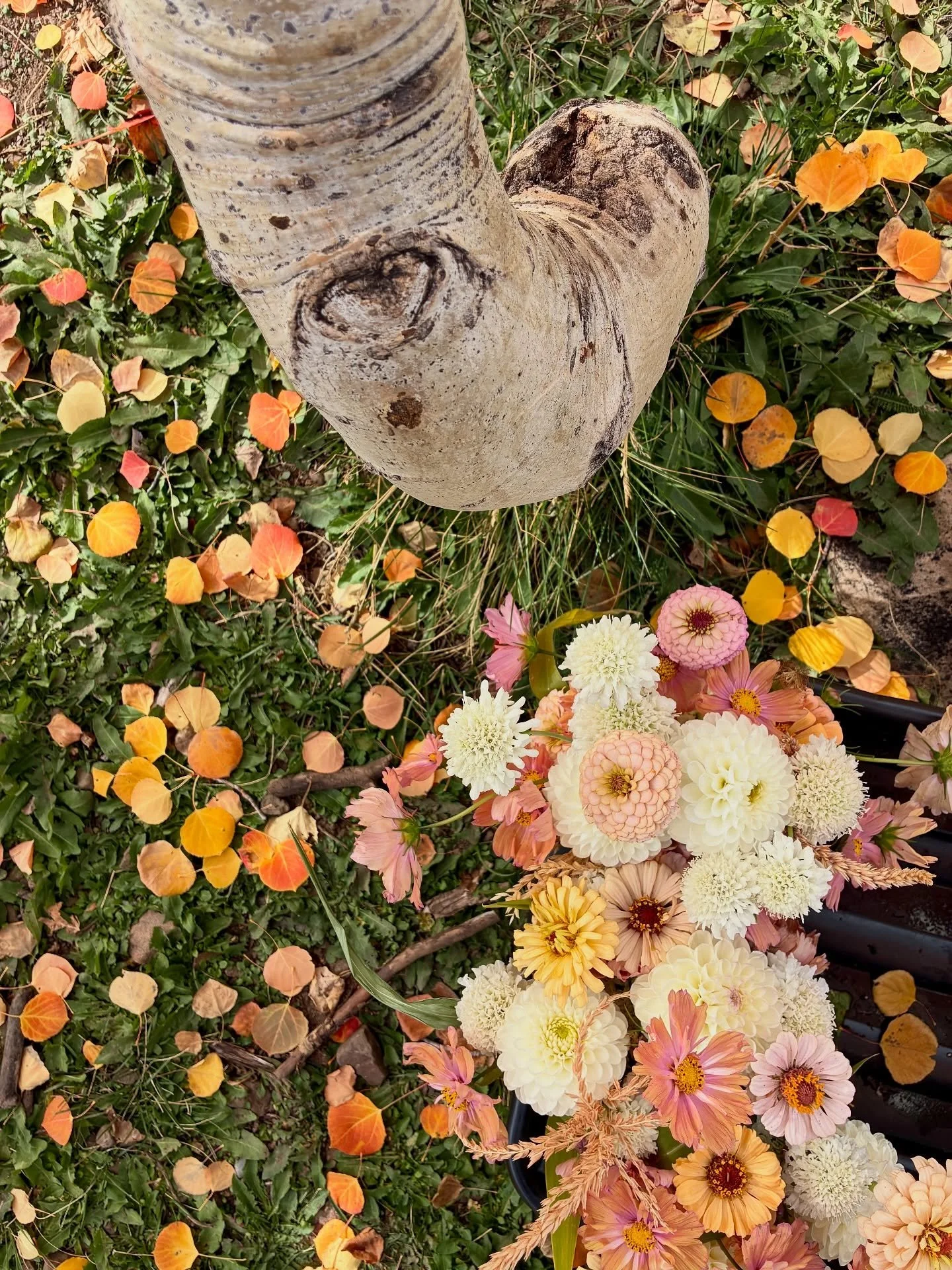 Gosh what a fantastic fall it has been. I took a few weeks out of the office for time on the river and climbing rocks and it was SO GOOD. I am finally caught up on emails, and if you reached out but haven&rsquo;t heard from me please double email as 