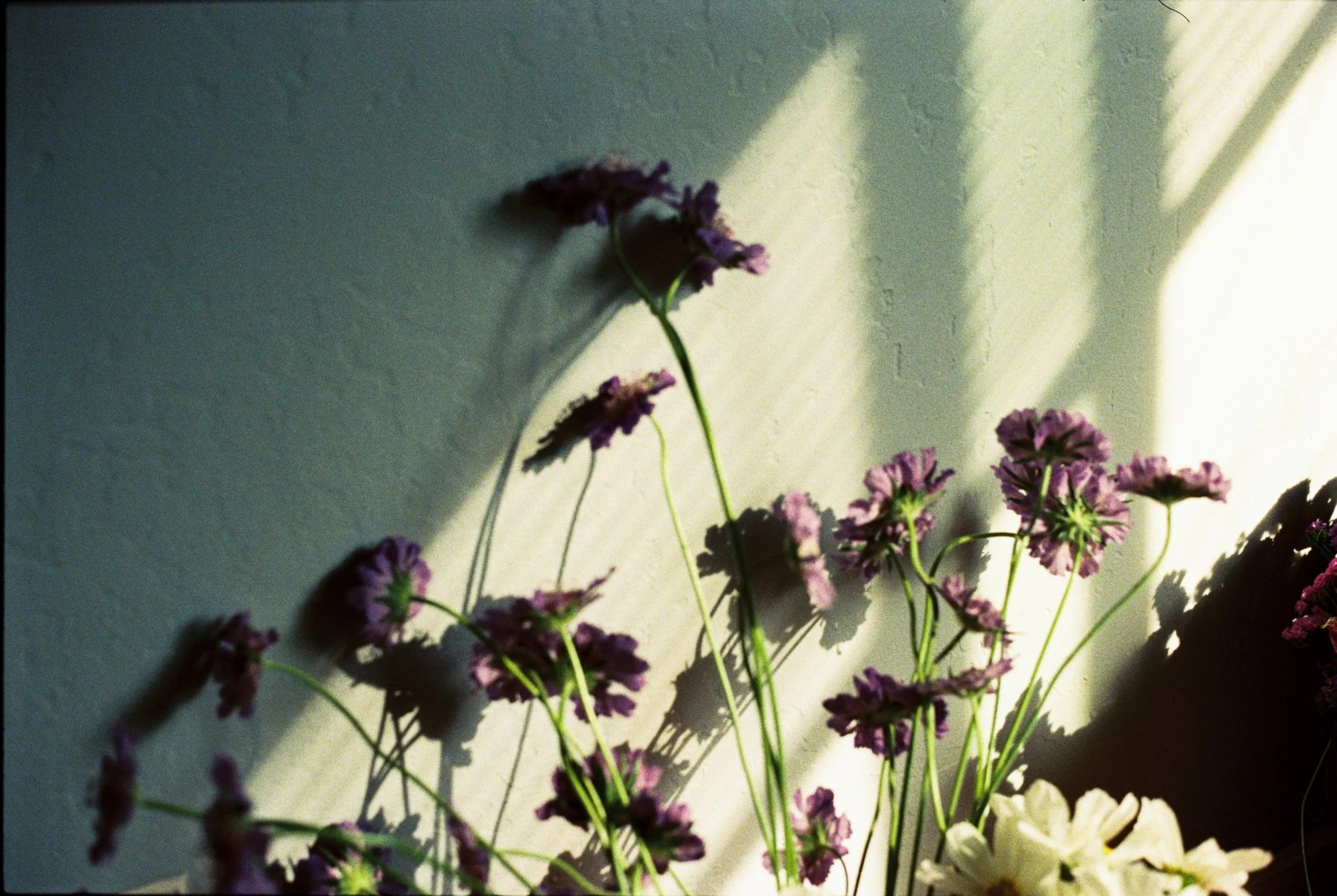 Purple flowers with green stems casting shadows on a white wall, illuminated by sunlight.