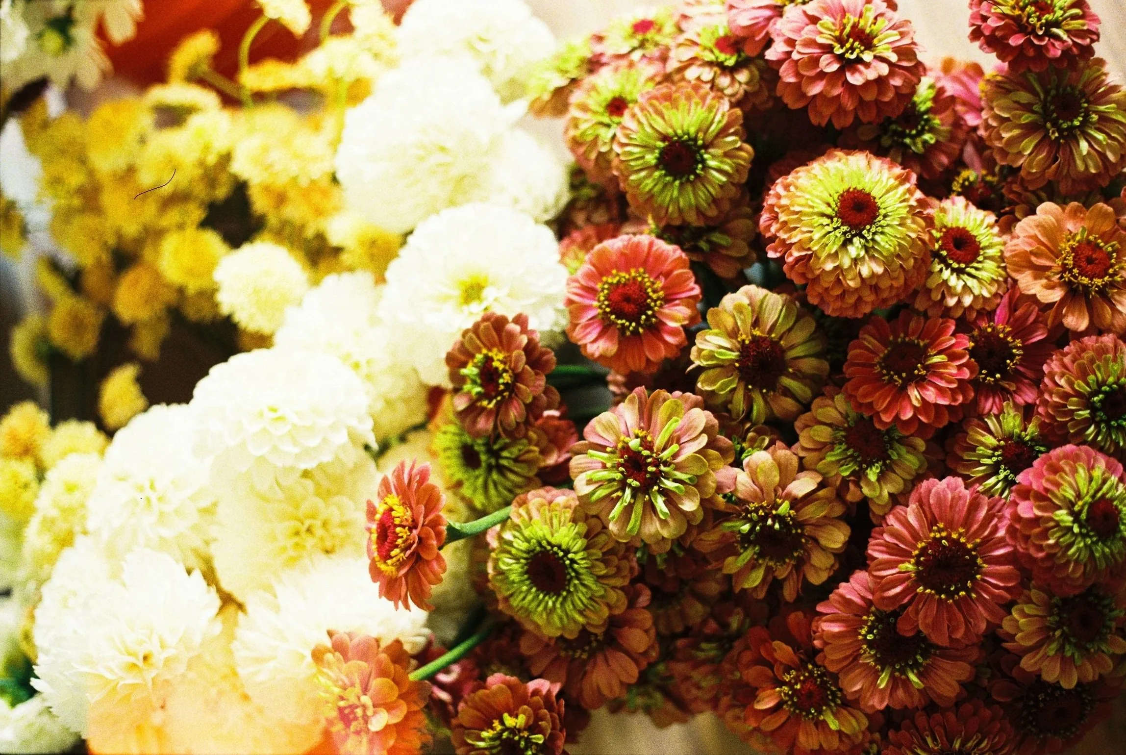 Close-up of a bunch of pink, red, green, and yellow flowers with some white flowers in the background.