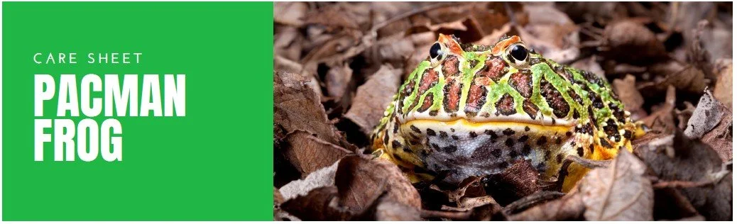 Pacman Frog Care Sheet — Swiftail Exotic Telemedicine Veterinary Services