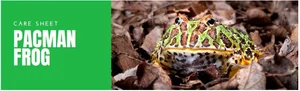 Picture of Pacman Frog Care Sheet — Swiftail Exotic Telemedicine Veterinary Services