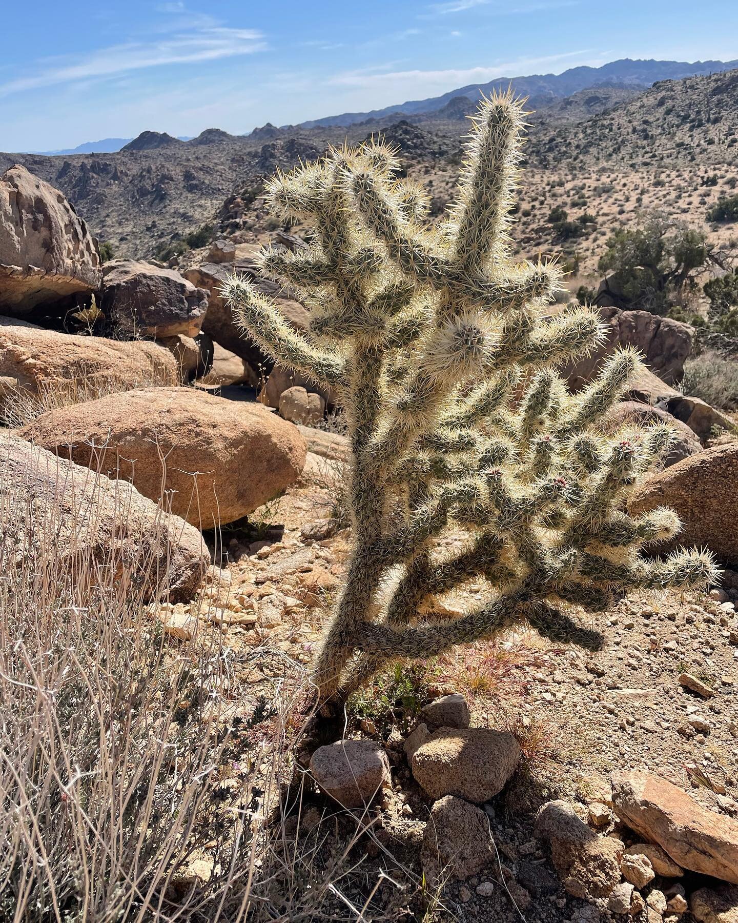 Lots of happy cacti enjoying the sunshine this spring. DM for hiking recommendations.