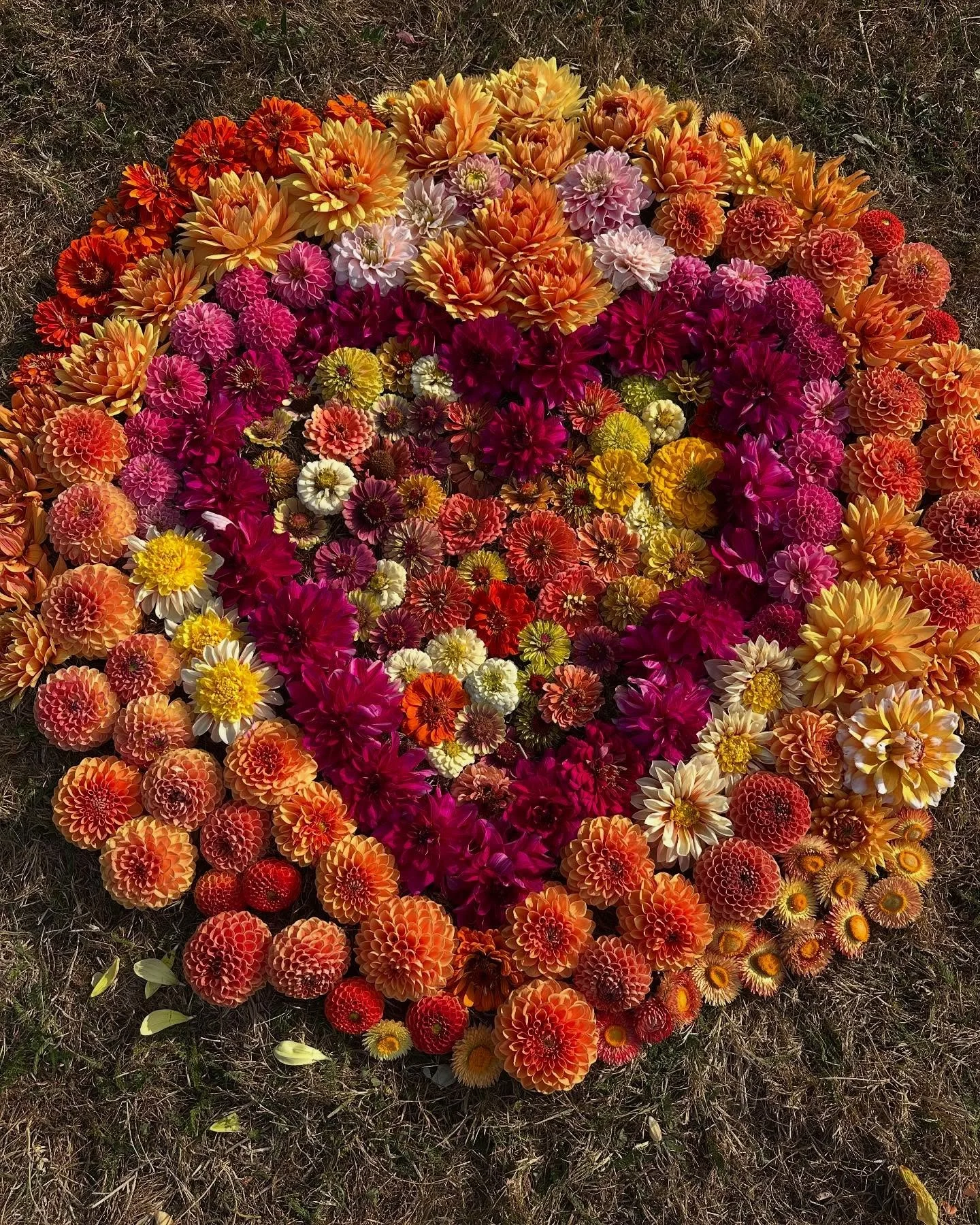 With flowers at their peek it&rsquo;s a good time to play and make some beauty. Plus it helps with dead heading so the flowers keep coming well into the Fall. #funwithflowers #cutflowergarden #earlyaugust #flowerheaven #puppylove @atisha.rl
