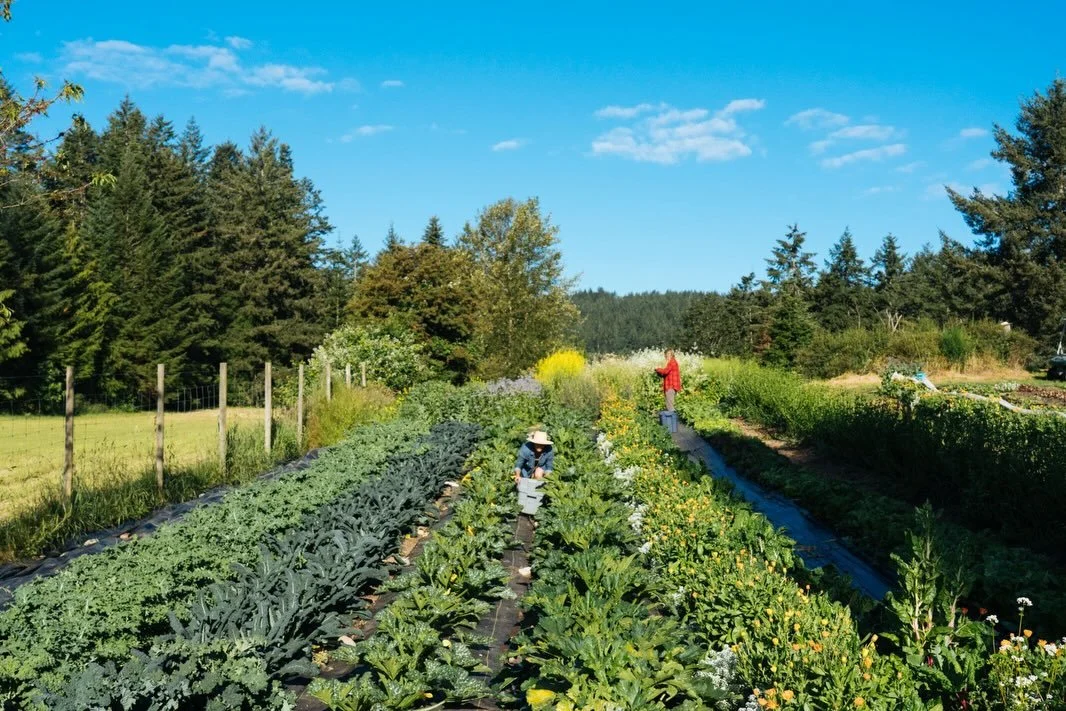 Here at Stowel Lake Farm we do our best to practice regenerative agriculture, but what does that actually mean?

We try to look at farming through a systems based lens, with the goal of making the land more biodiverse and productive over time. This a
