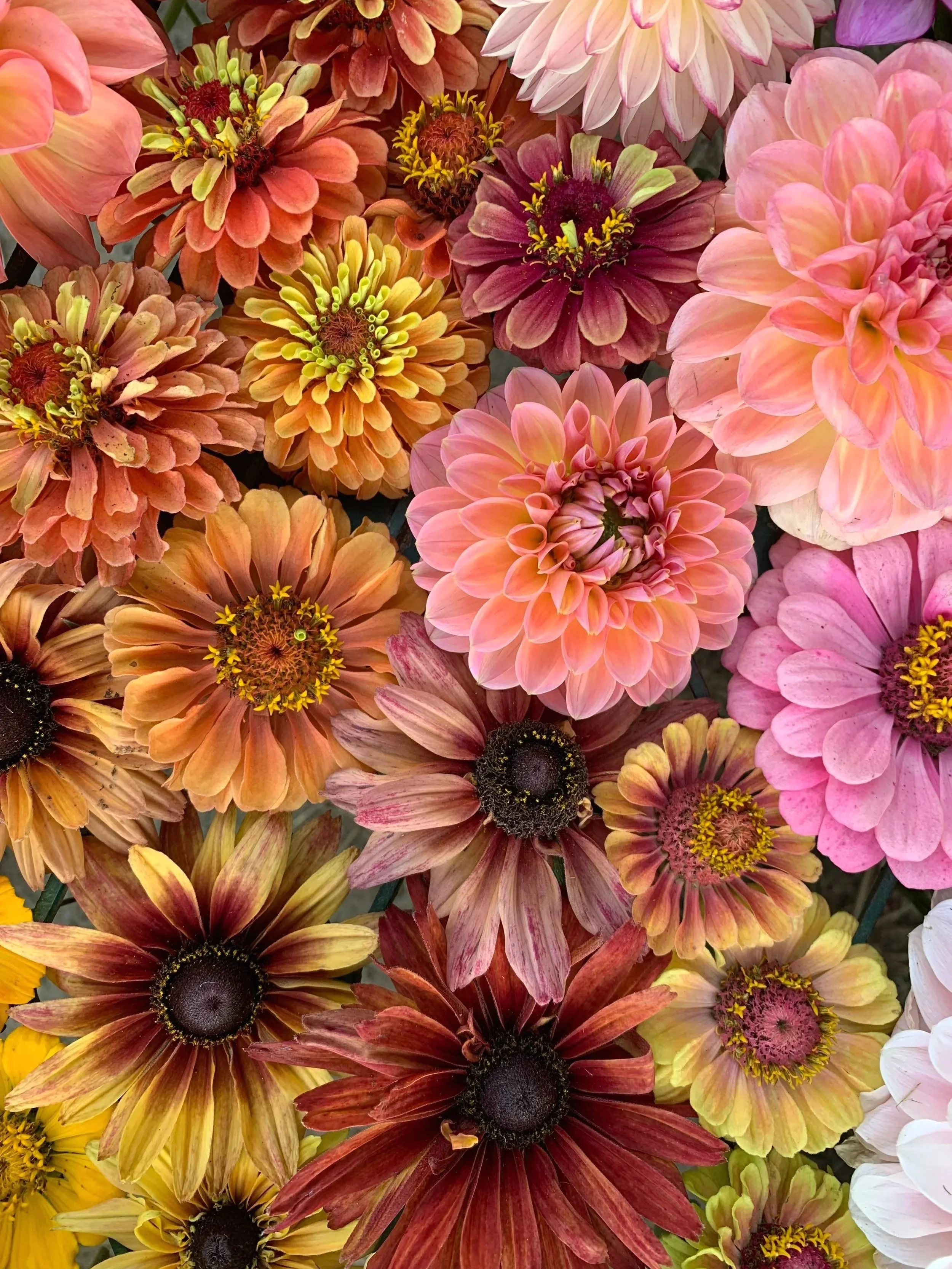 Flowers, Yoga, Horses - Summer Retreat 2026