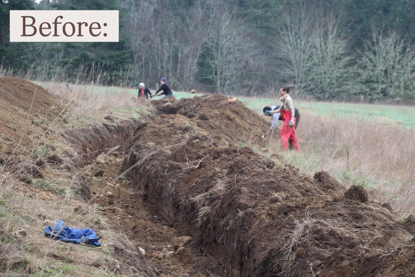 Here are some before and after shots of the hillside permaculture project on the farm!

Lisa started this project in 2014 when she stepped back from organizing retreats on the farm and passed that role on to her daughter Jen, and Liz. Not long after,
