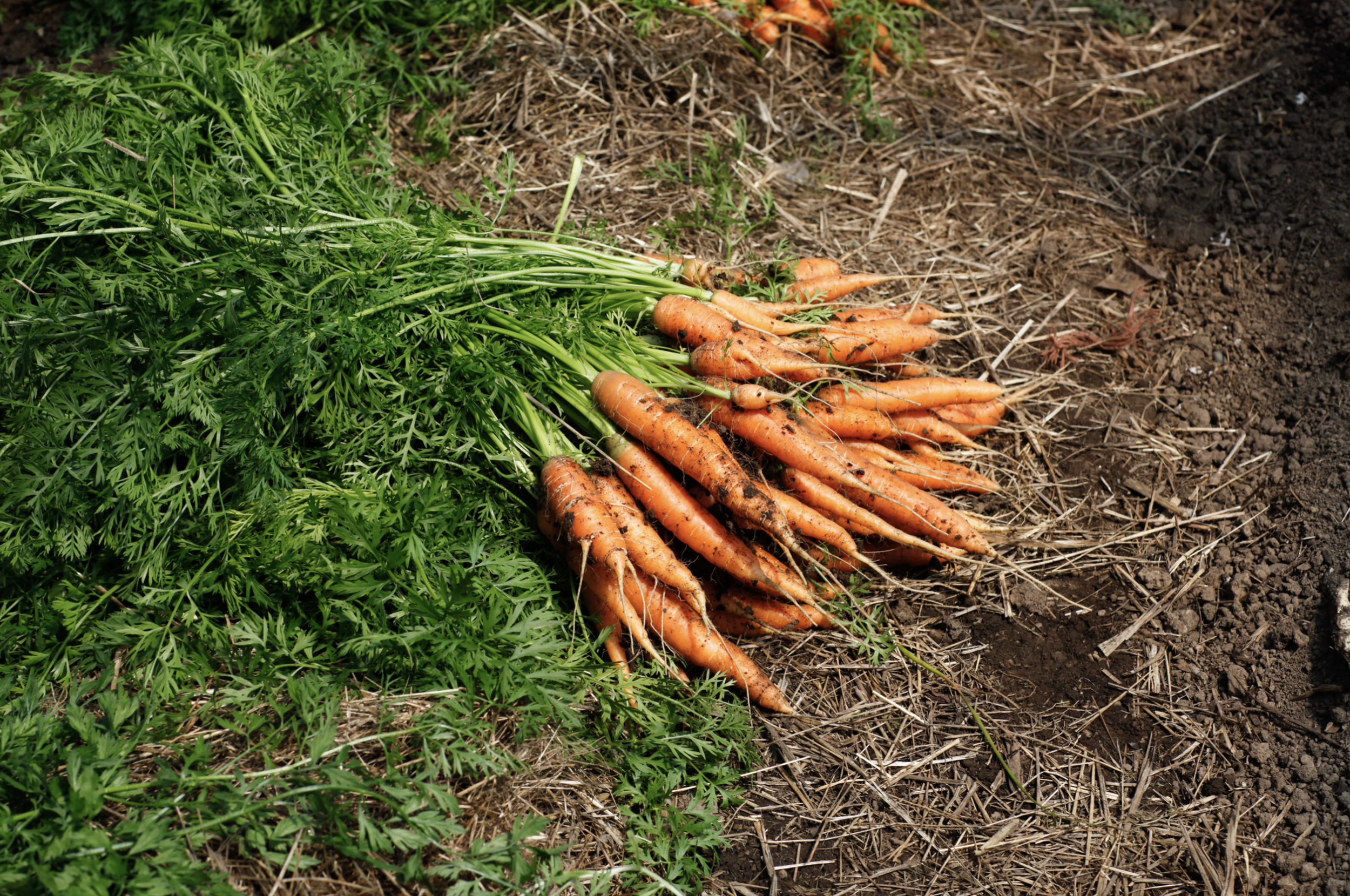 Screenshot 2026-04-07 at 11.38.50 AM.png