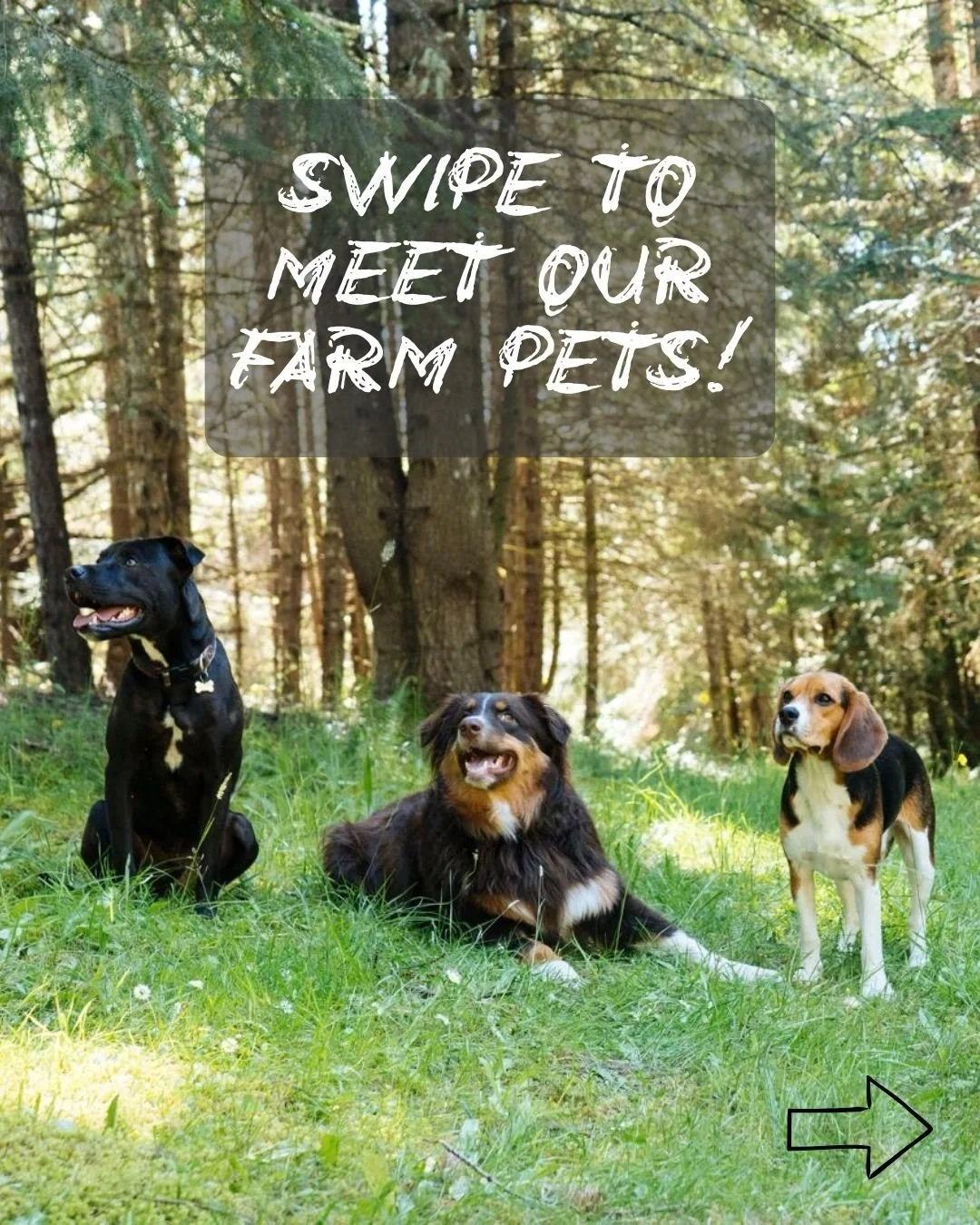 Some familiar faces from the farm 🐾

Here are a few of the animals that share this place with us (and yes&hellip; there are more, we&rsquo;re definitely dog and cat people over here). Each one has their own personality, their own little quirks, and 