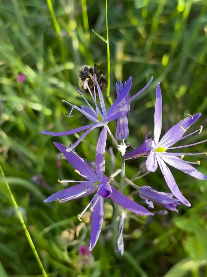 Our Camas on the farm 💜

Camas are such special plants, with a deep history on these lands. This year our camas meadow has really thrived and it has been so exciting to see. Our honey bees and bumble bees love it too!

Camas is a cultural keystone s