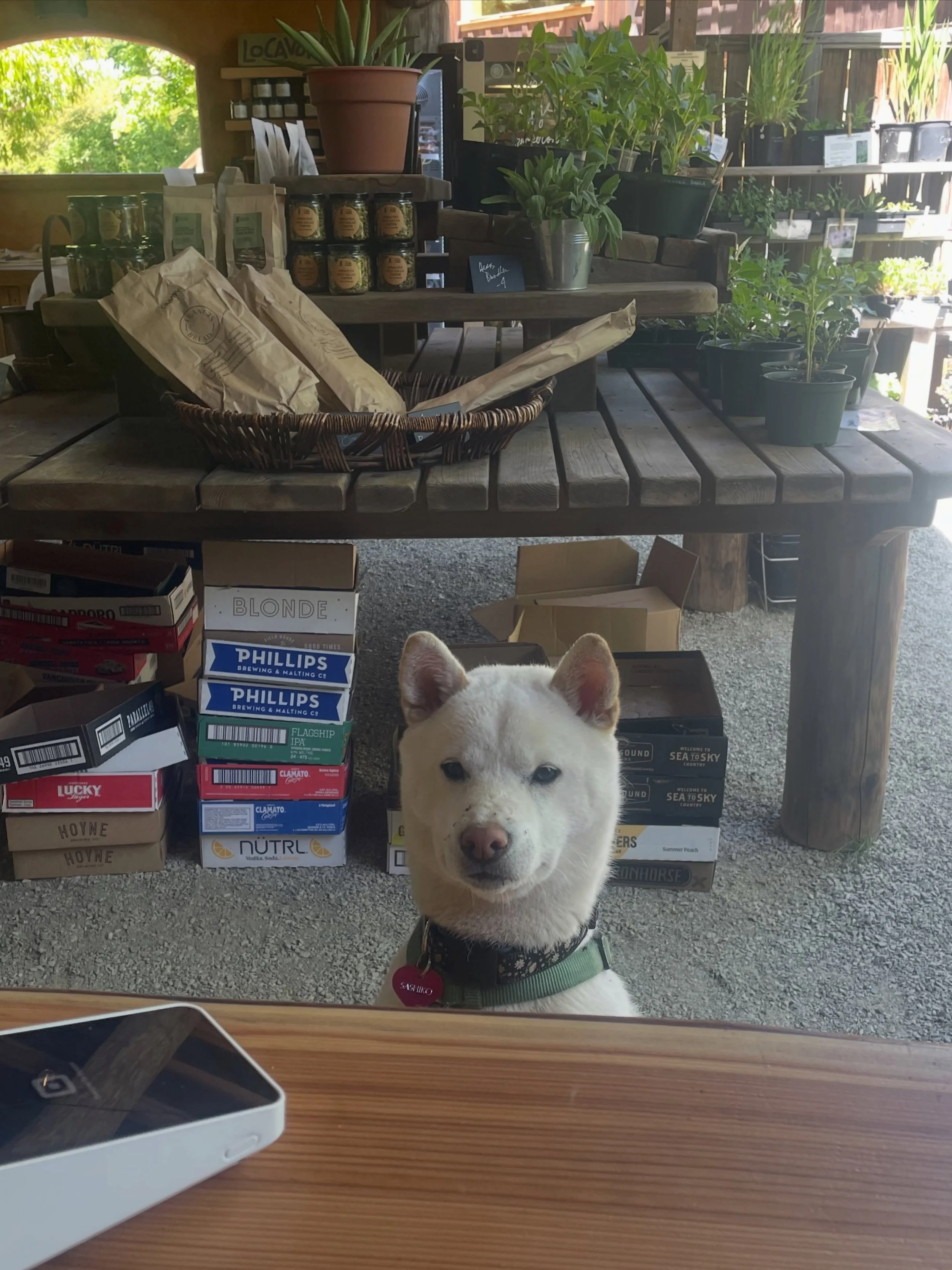 Our newest Farmstand member🤩

Meet Yasashi Ko (which means gentle, sweetie, honey) but we call him Sashi 

Every time Adrien is at the stand, he is too!
He loves pats and treats (We provide)

He also loves @mavericksicecream and Hakurei turnips 👀

