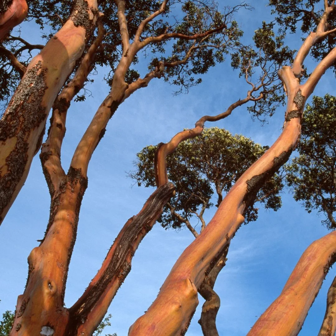 Tending the Fire Within&nbsp;- Mindful Yoga and Meditation Retreat