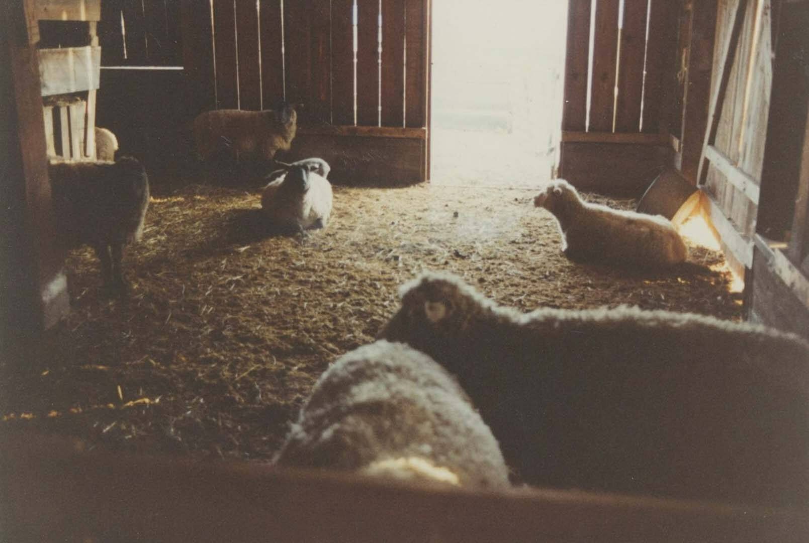 Ab archive photo of sheep gathered in a barn on stowel lake farm