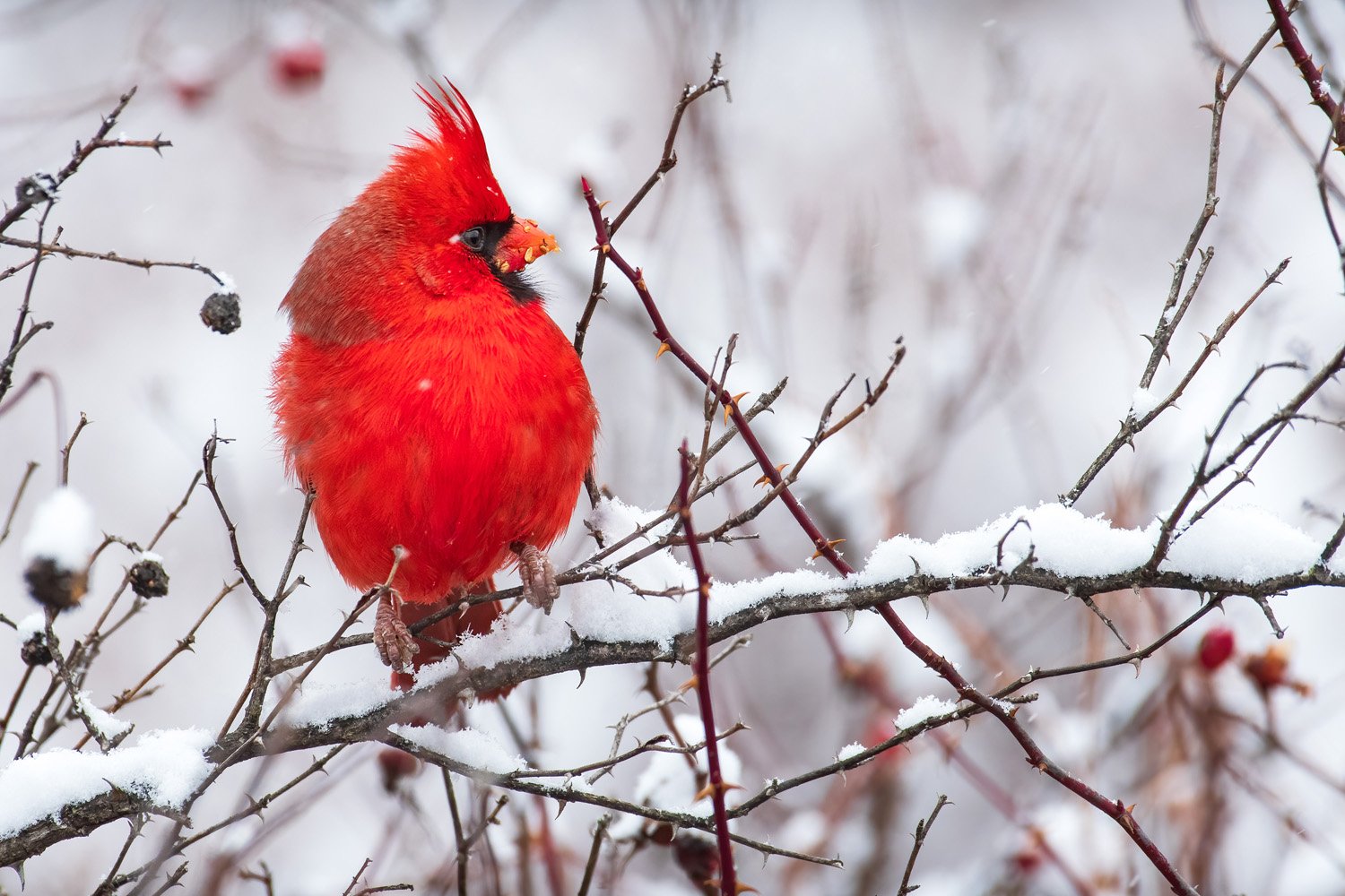 Male Northern cardinal in winter.