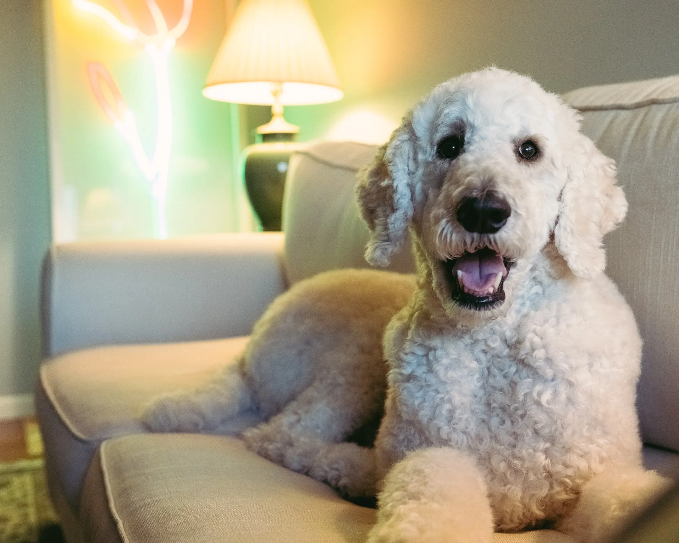 Baxter-52.jpg