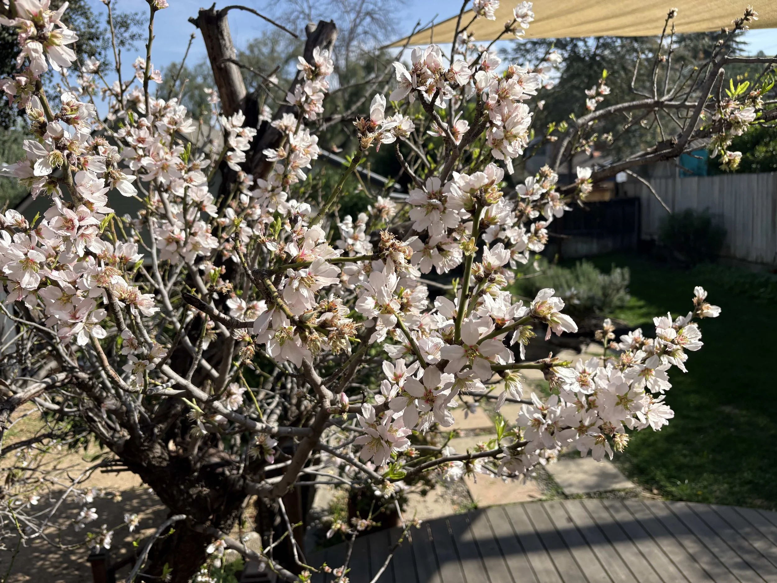 The Gate of Abstinence