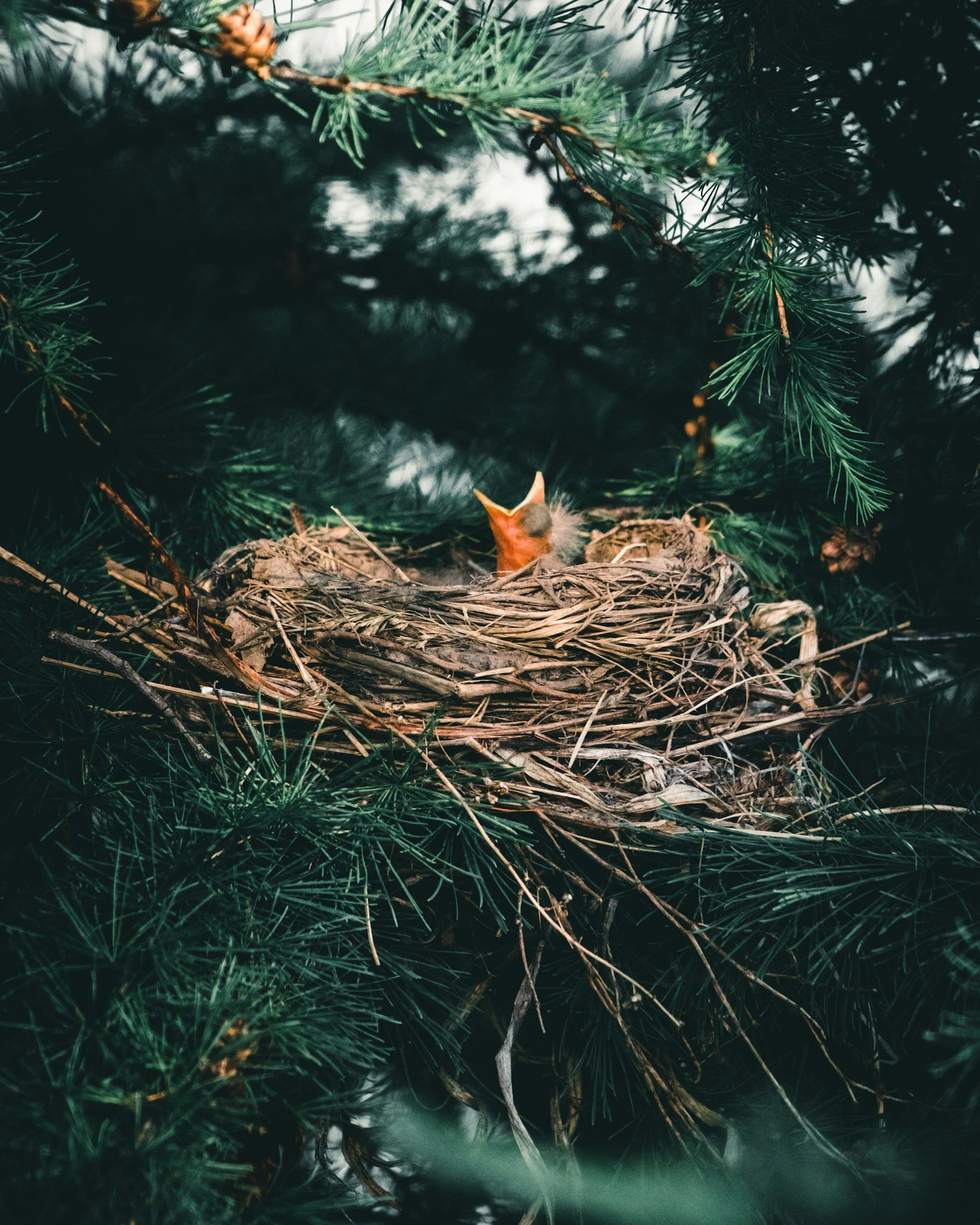 The Bird’s Nest