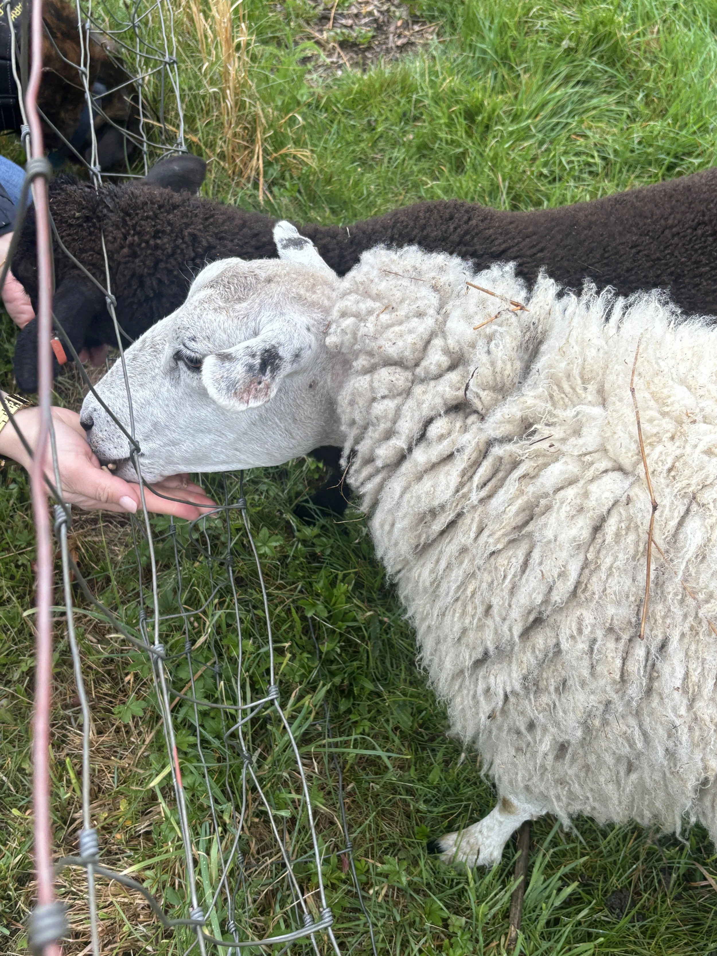 Sheep &amp; Friends