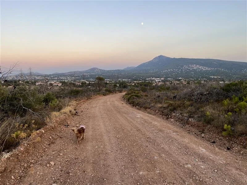 Dog walk evening ritual