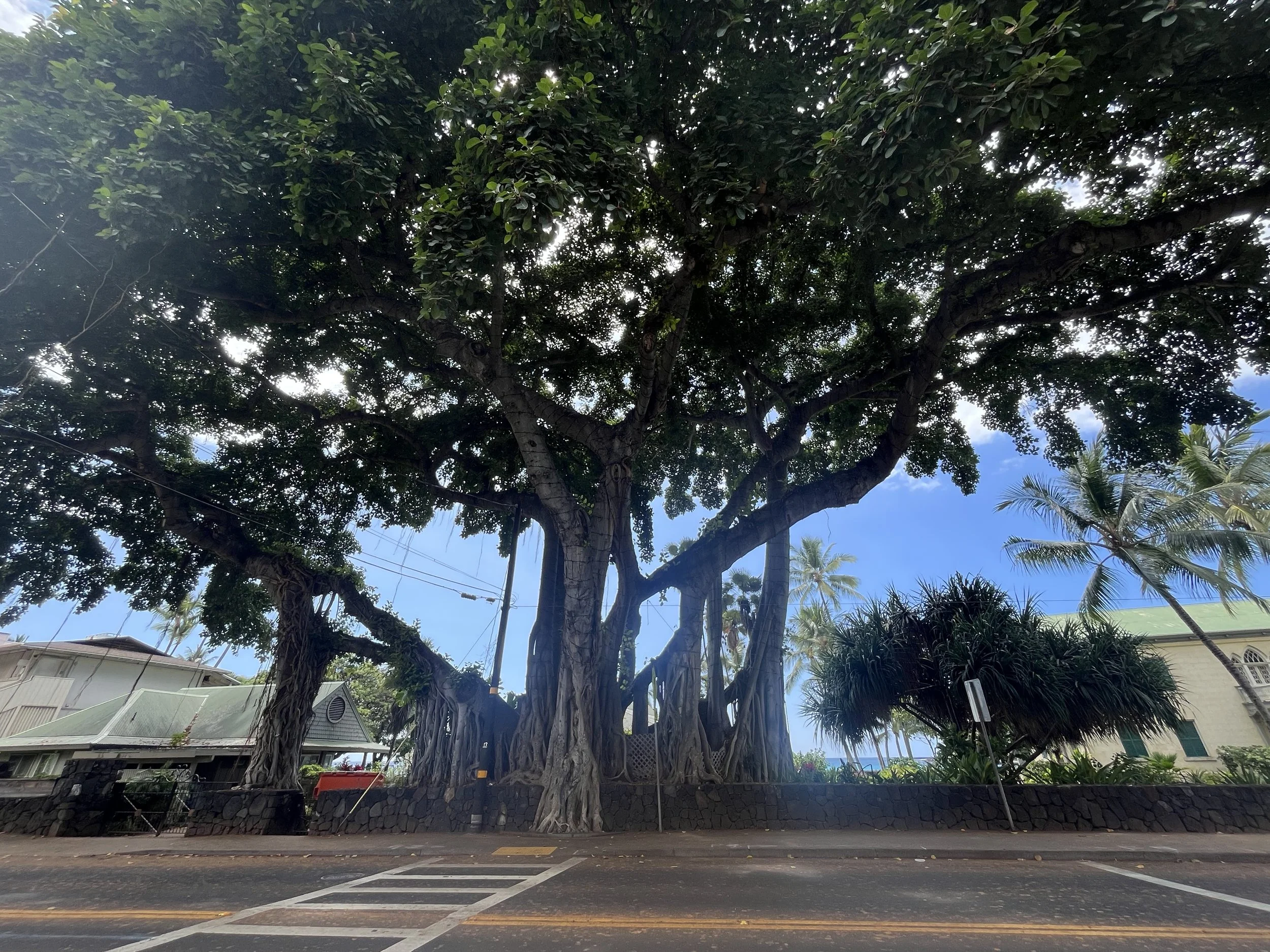 Impressive Banyan tree